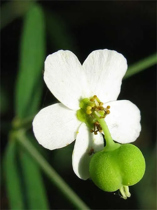 Spurge (Euphorbia Characias 'Tasmanian Tiger') — When designing with 'Tasmanian Tiger'; which are modified leaves that resemble flowers, image 164