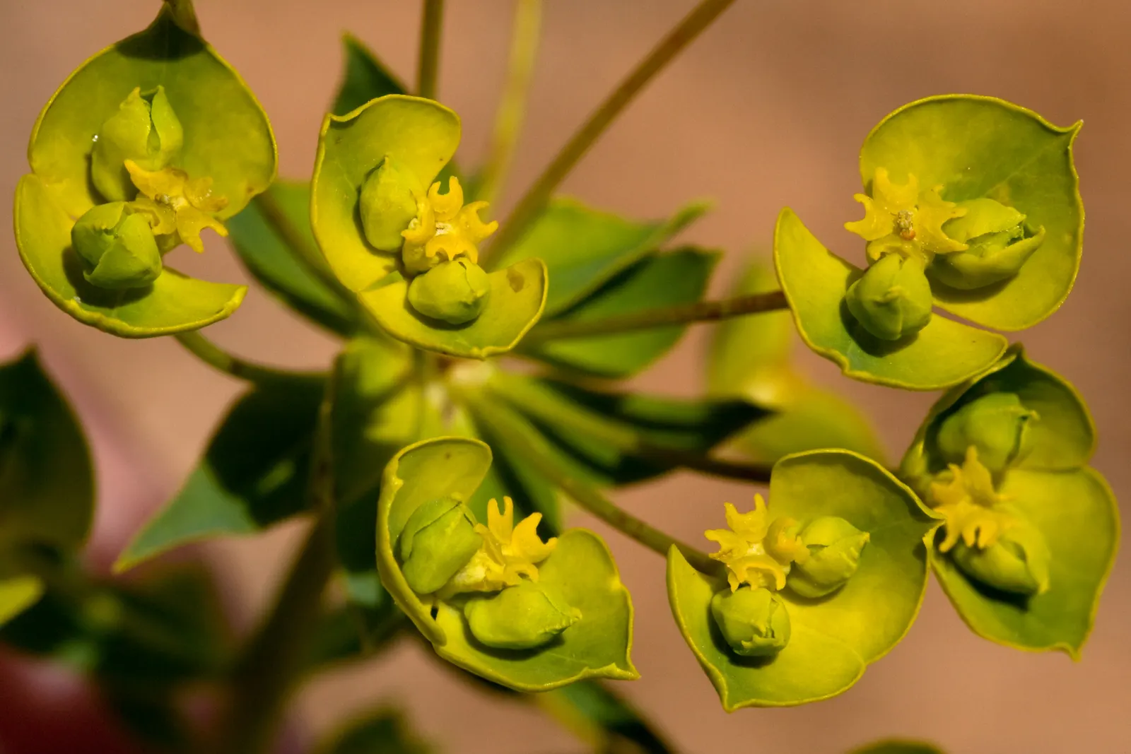 Spurge (Euphorbia Characias 'Tasmanian Tiger') — perennial with green and multi-colored and yellow blooms; when designing with 'Tasmanian Tiger'