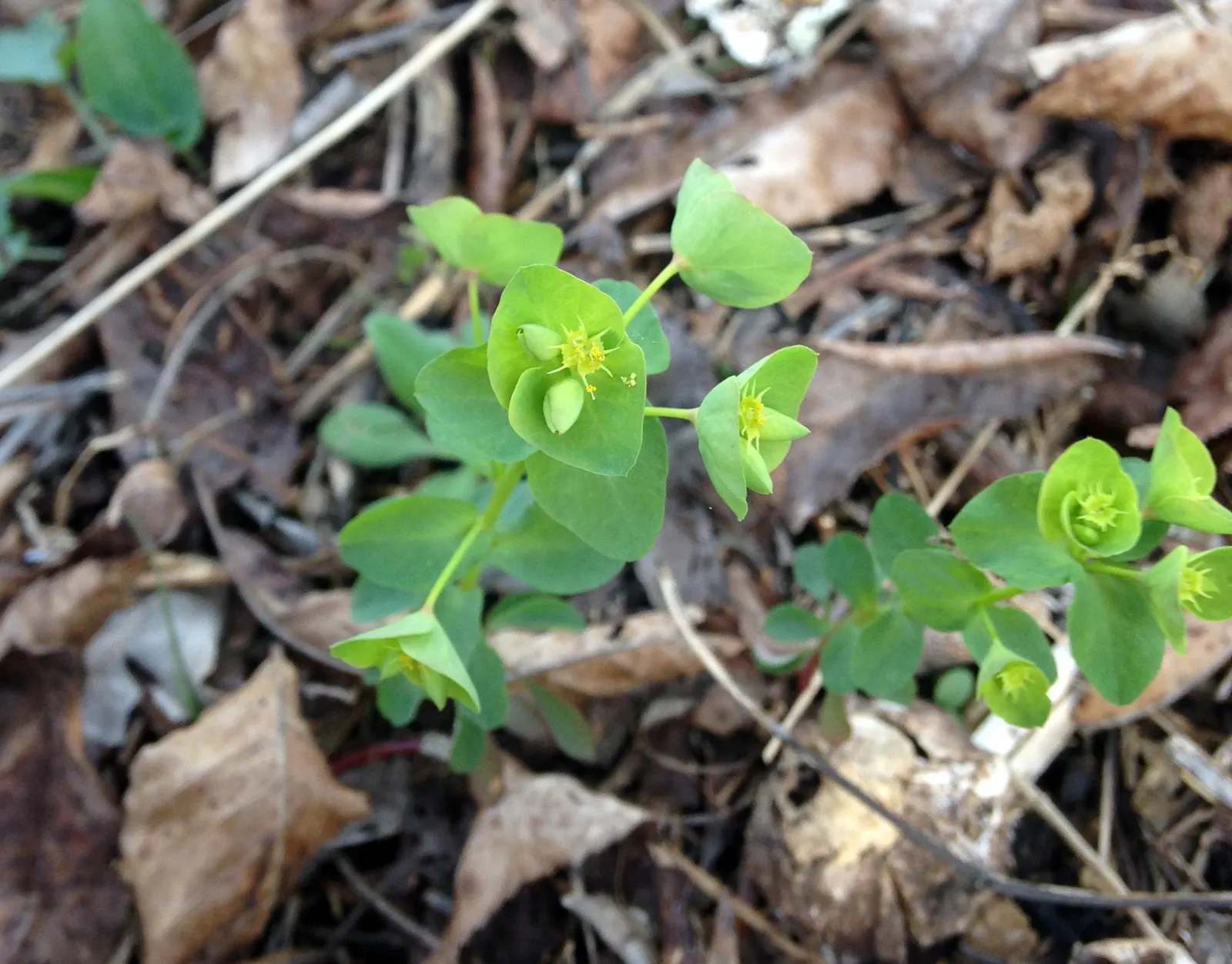 Spurge (Euphorbia Characias 'Tasmanian Tiger') — complementing the variegated foliage and adding to the plant's striking appearance; and consider placing it in
