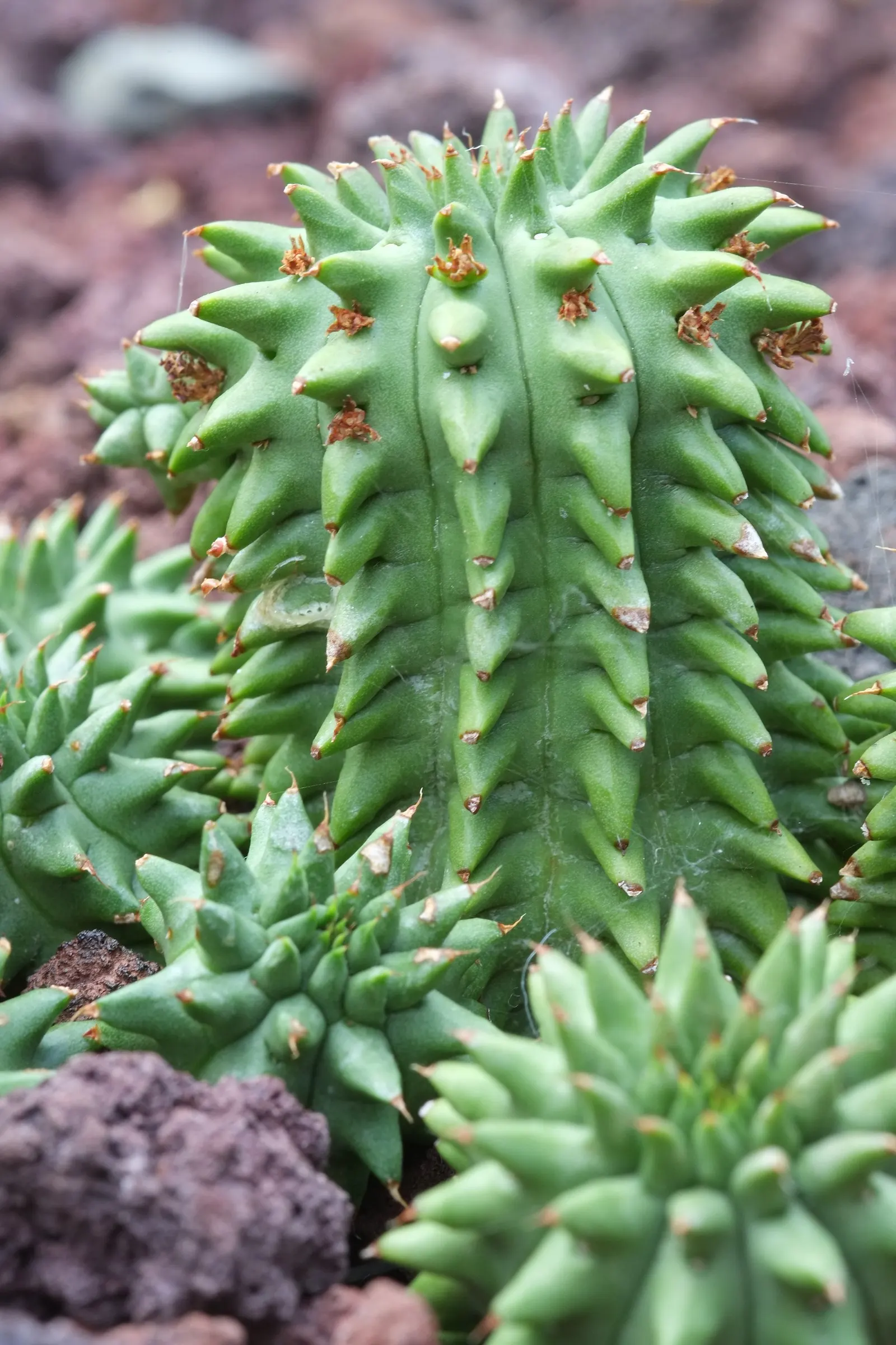 Spurge (Euphorbia Characias 'Tasmanian Tiger') — The plant typically reaches a height of about 3 feet and spreads to roughly 2 feet; complementing, image 127