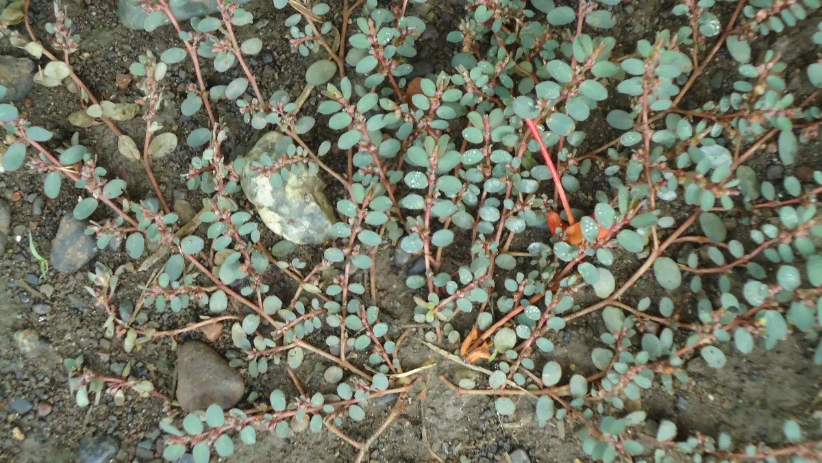 Spurge (Euphorbia Characias 'Tasmanian Tiger') — <br><br>Maintenance for 'Tasmanian Tiger' is minimal; keep in mind its toxic sap, image 140