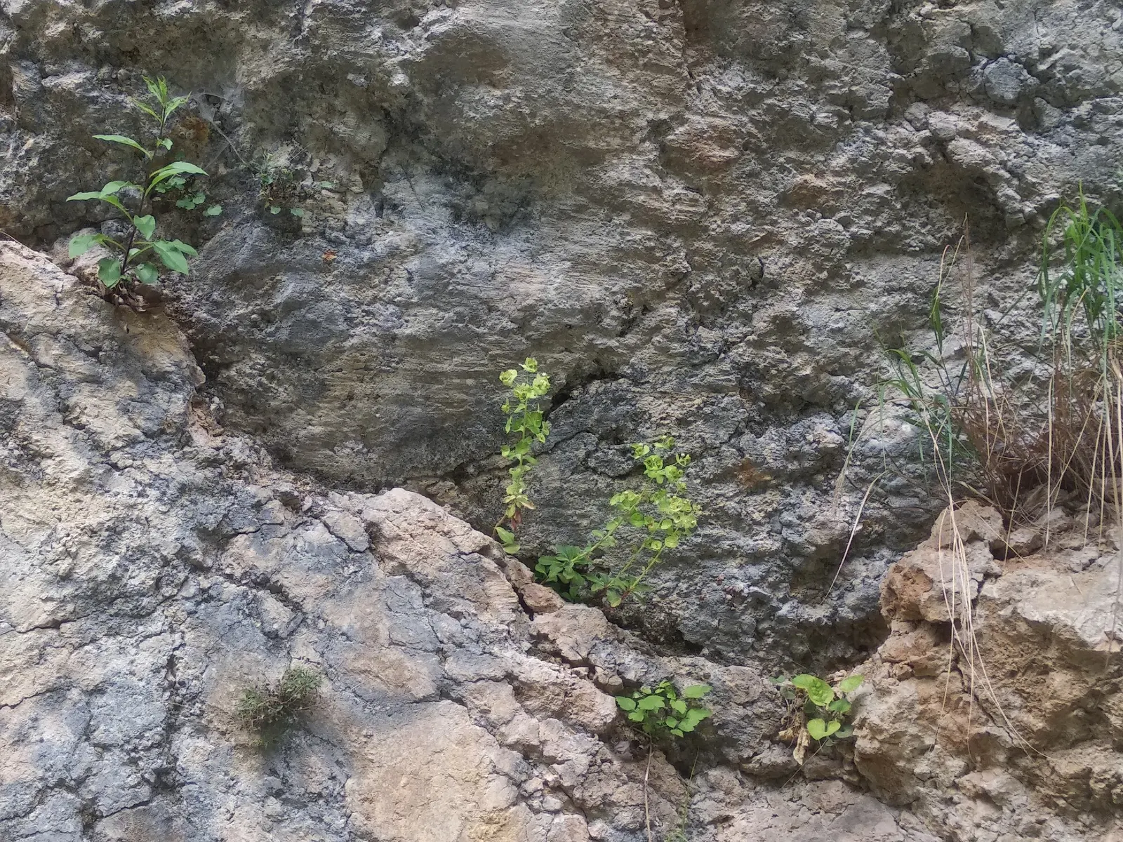 Spurge (Euphorbia Characias 'Tasmanian Tiger') — Caution: sap may irritate skin; <br><br>Maintenance for 'Tasmanian Tiger' is minimal, image 153