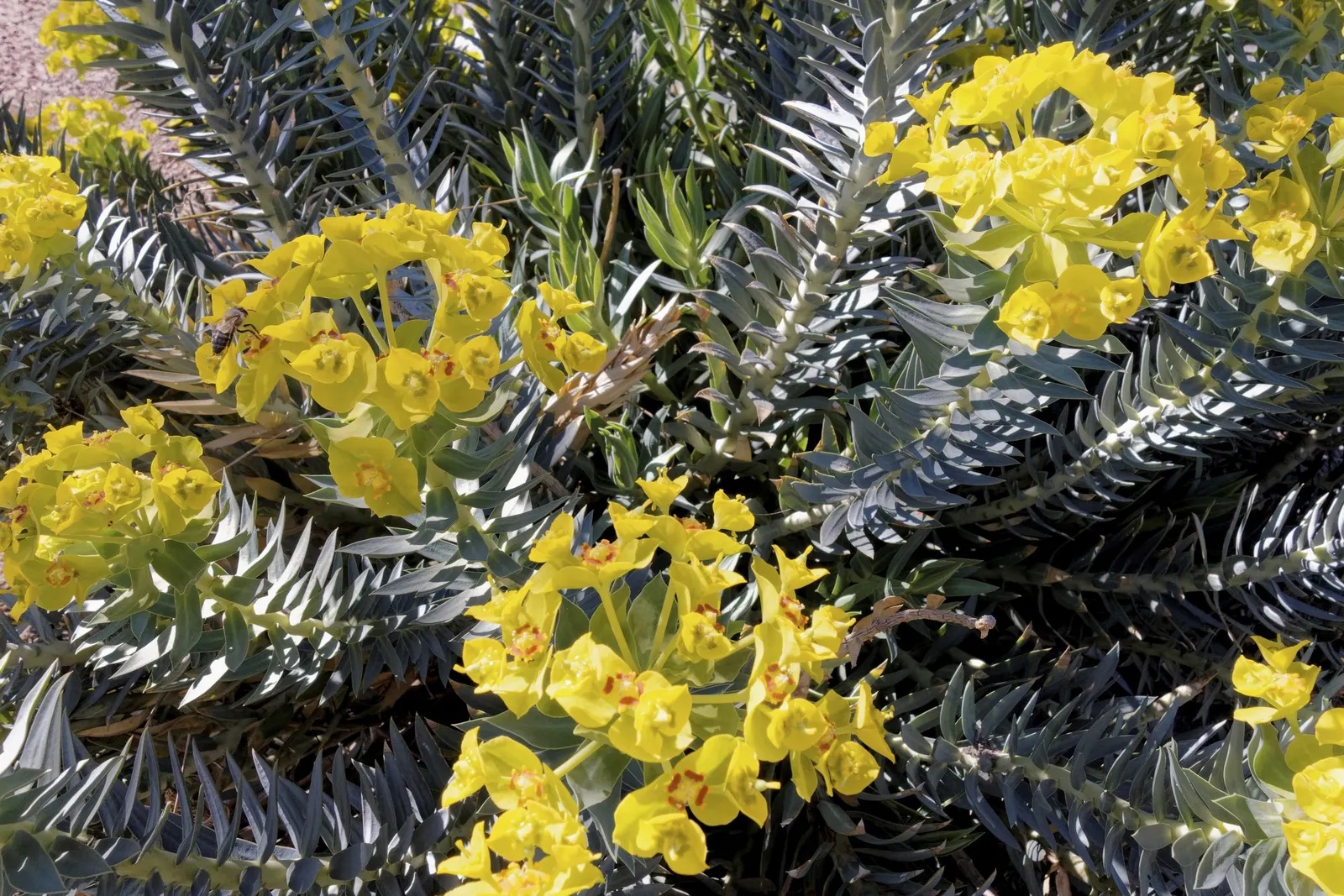 Spurge (Euphorbia Characias 'Tasmanian Tiger') — 'Tasmanian Tiger' produces vertical spikes of show-stopping bracts; euphorbia characias 'Tasmanian, image 71