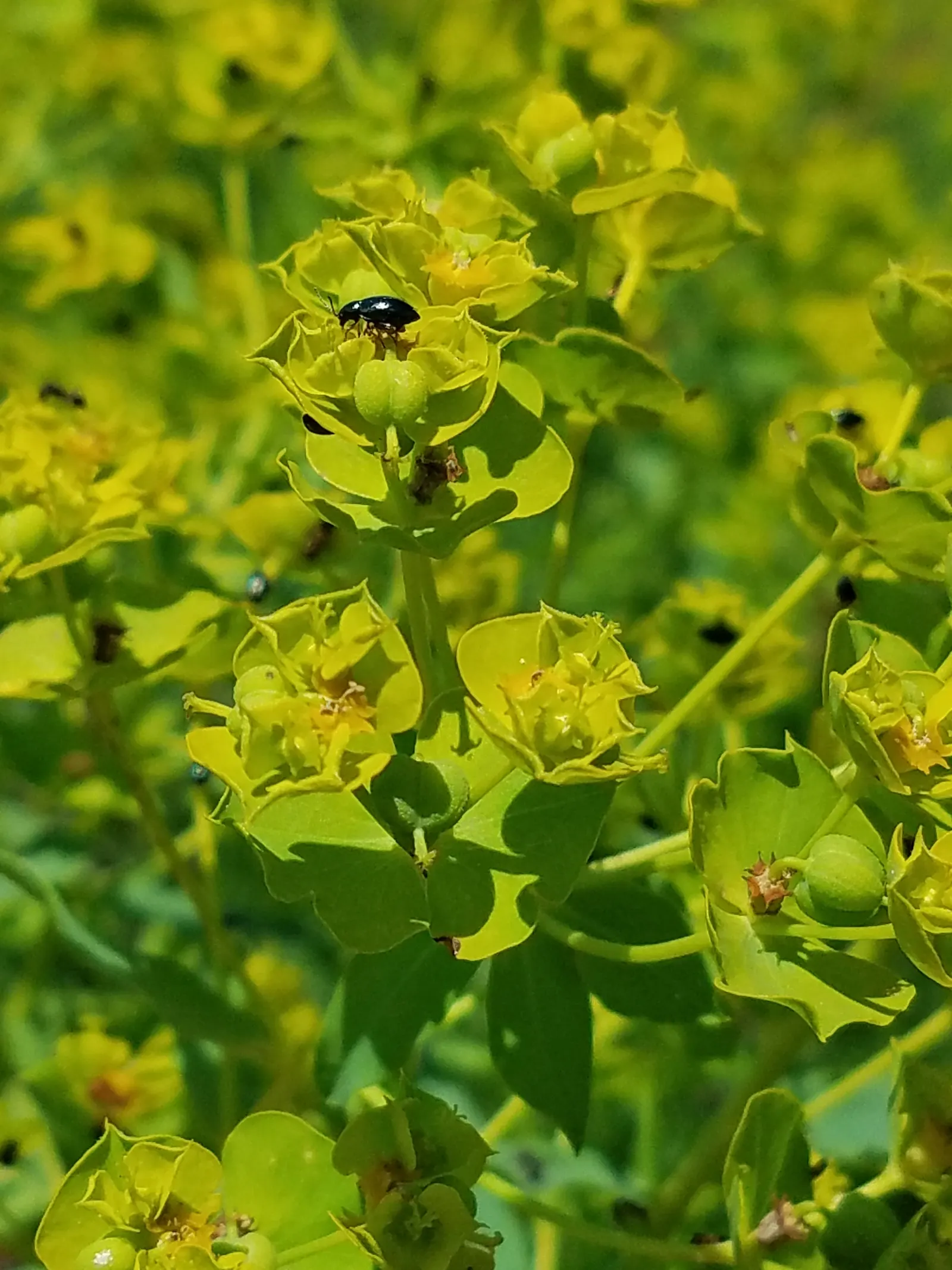 Spurge (Euphorbia Characias 'Tasmanian Tiger') — complementing the variegated foliage and adding to the plant's striking appearance