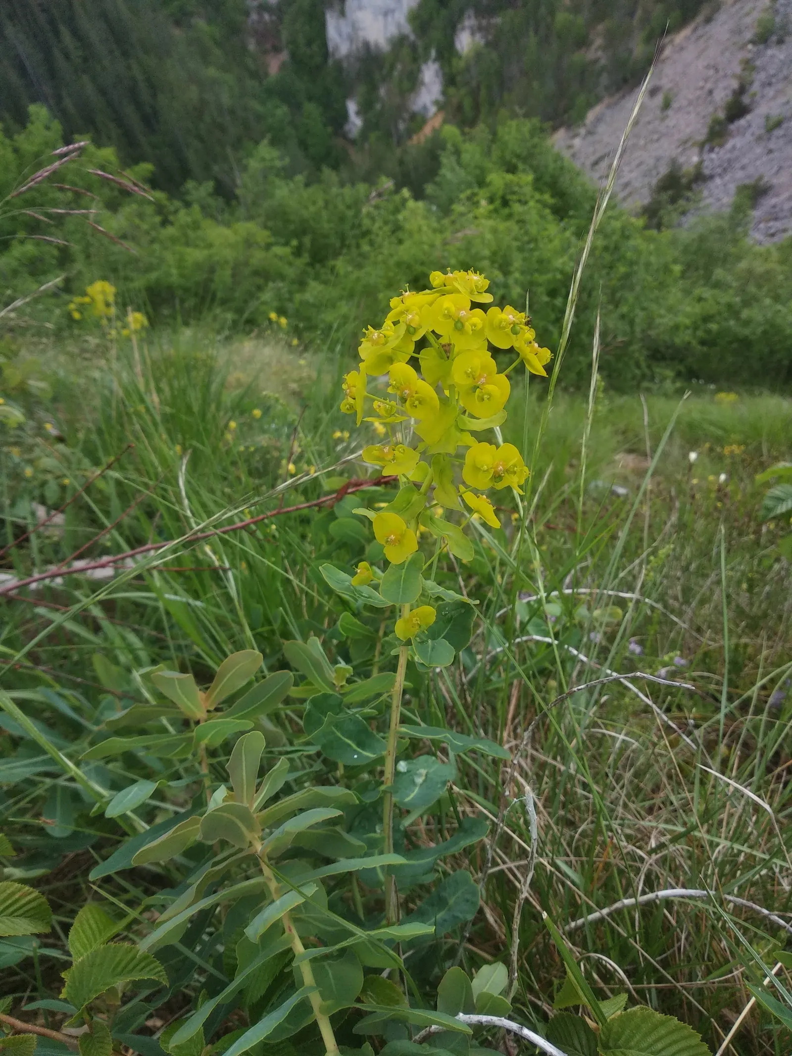 Spurge (Euphorbia Characias 'Tasmanian Tiger') — evergreen perennial with variegated foliage and striking; the plant typically reaches a height of, image 89