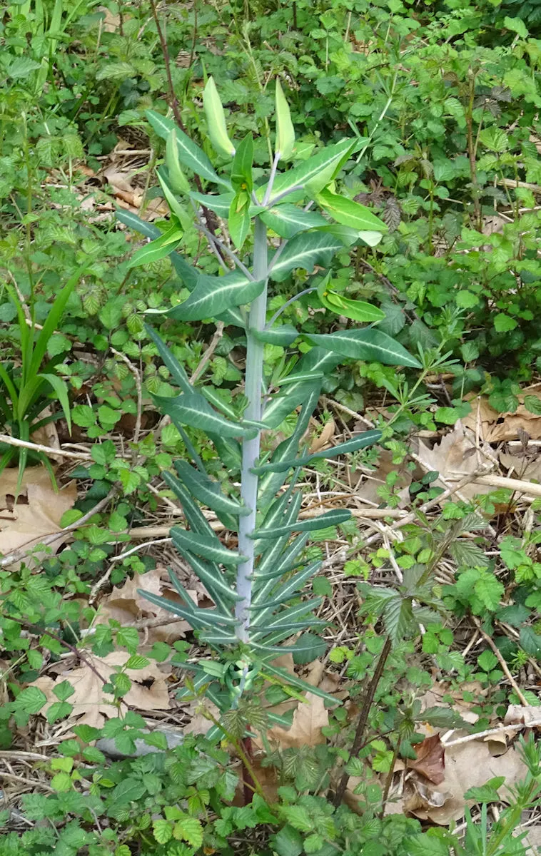 Spurge (Euphorbia Characias 'Tasmanian Tiger') — The plant typically reaches a height of about 3 feet and spreads to roughly 2 feet; complementing, image 98
