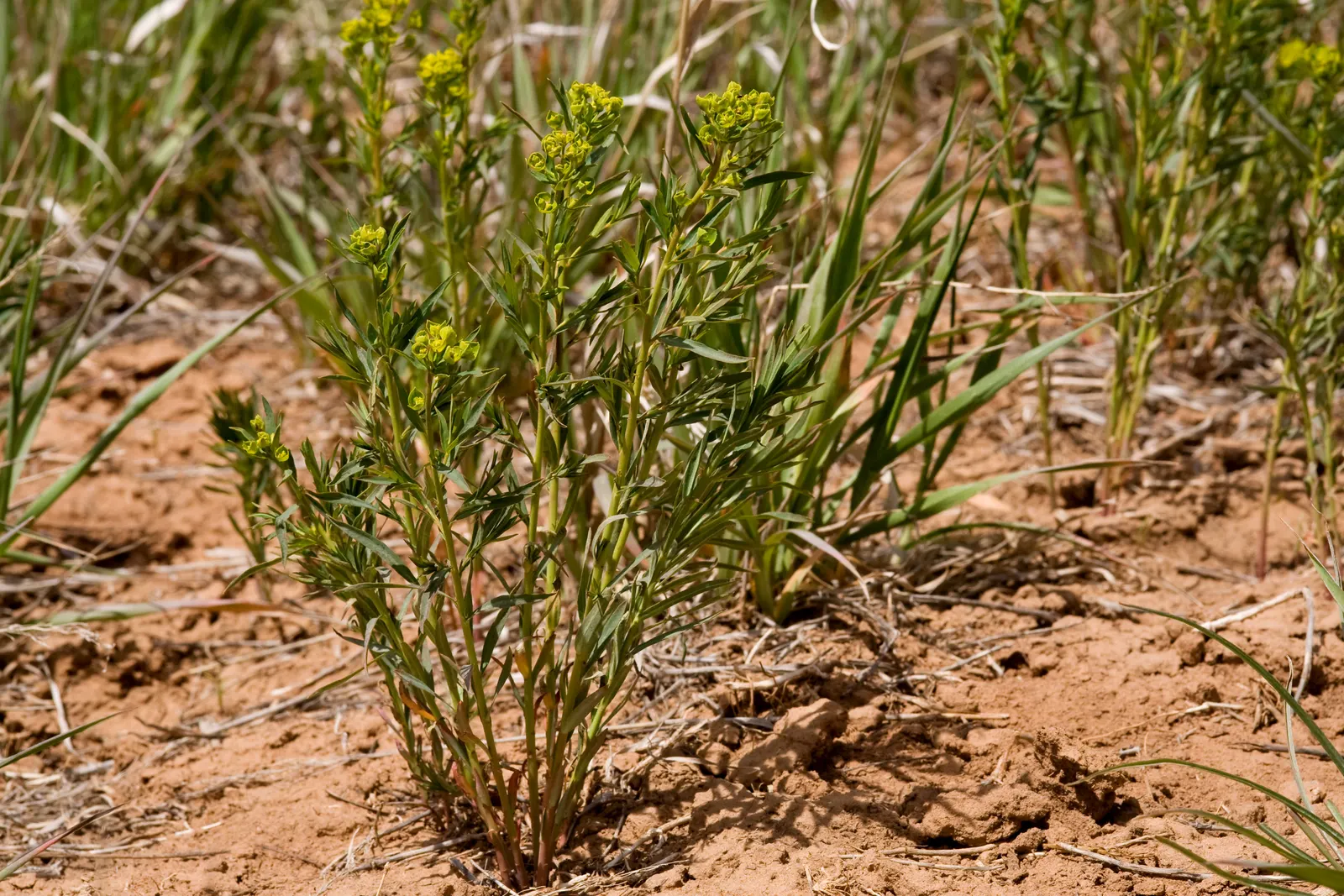 Spurge (Euphorbia Characias 'Tasmanian Tiger') — which is a characteristic of Euphorbias; perennial with green and multi-colored and yellow blooms, image 166