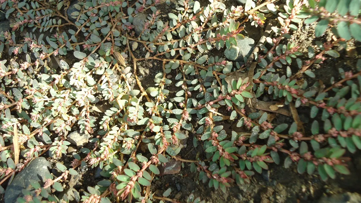 Spurge (Euphorbia Characias 'Tasmanian Tiger') — which are modified leaves that resemble flowers; caution: sap may irritate skin, image 159