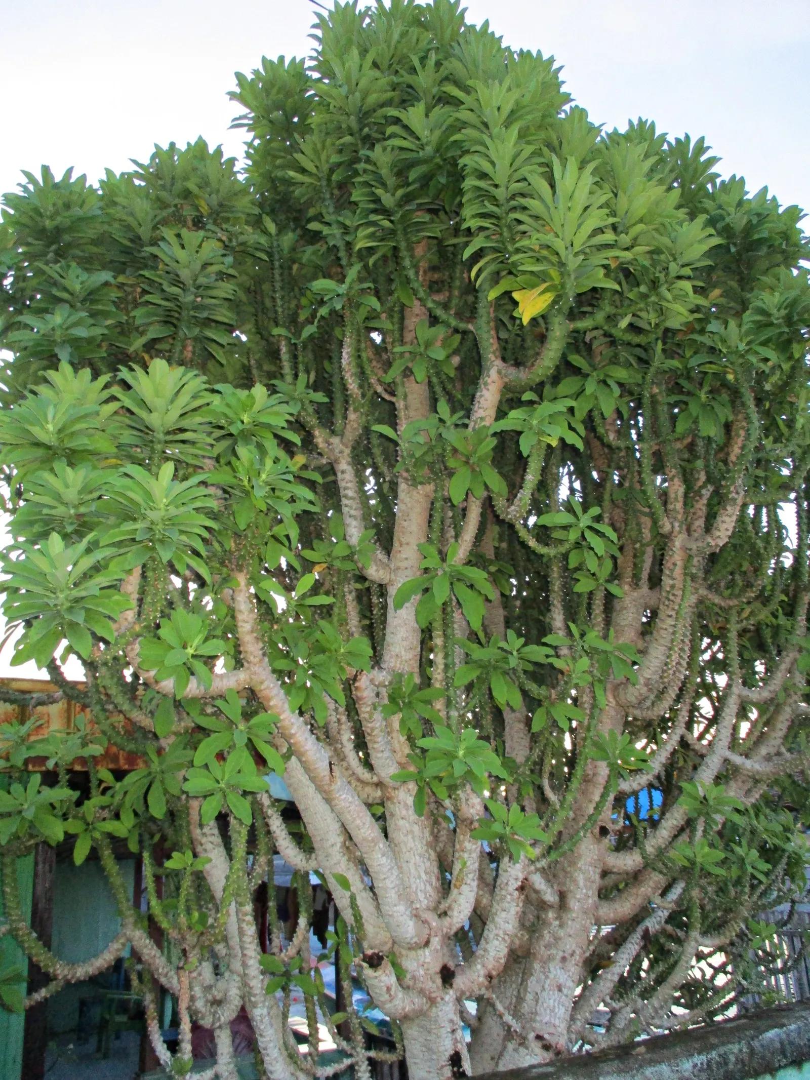 Spurge (Euphorbia Characias 'Tasmanian Tiger') — This resilient and striking plant offers both structure and style to a well-composed landscape, image 84