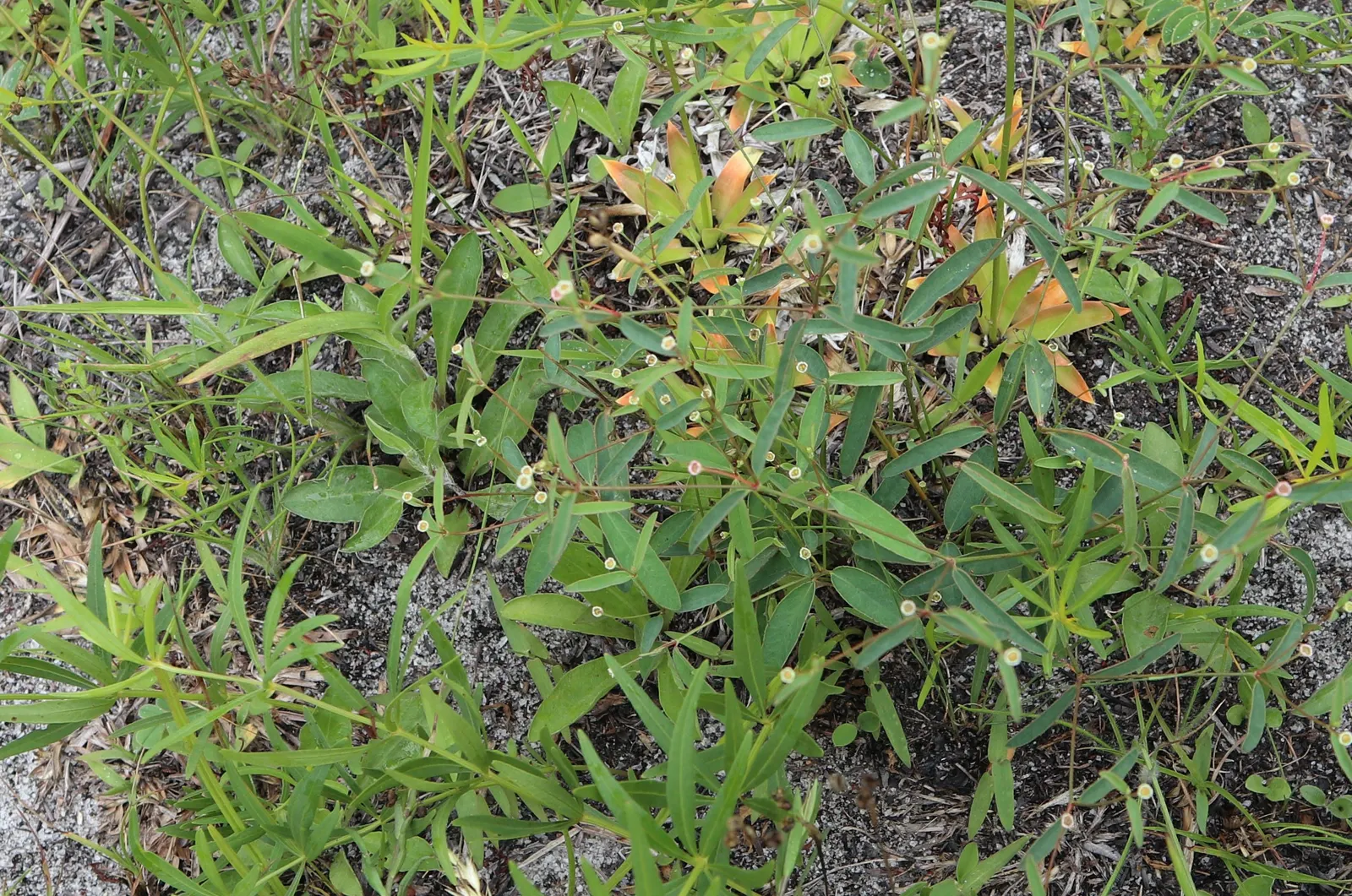 Spurge (Euphorbia Characias 'Tasmanian Tiger') — perennial for full or half; this resilient and striking plant offers both structure and style to a, image 87