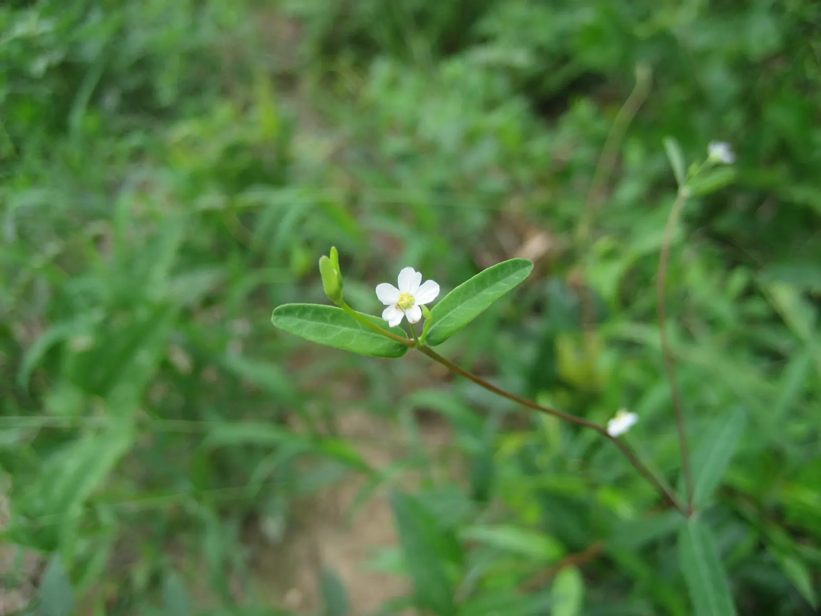 Spurge (Euphorbia Characias 'Tasmanian Tiger') — green and multi-colored and yellow flowers in the garden