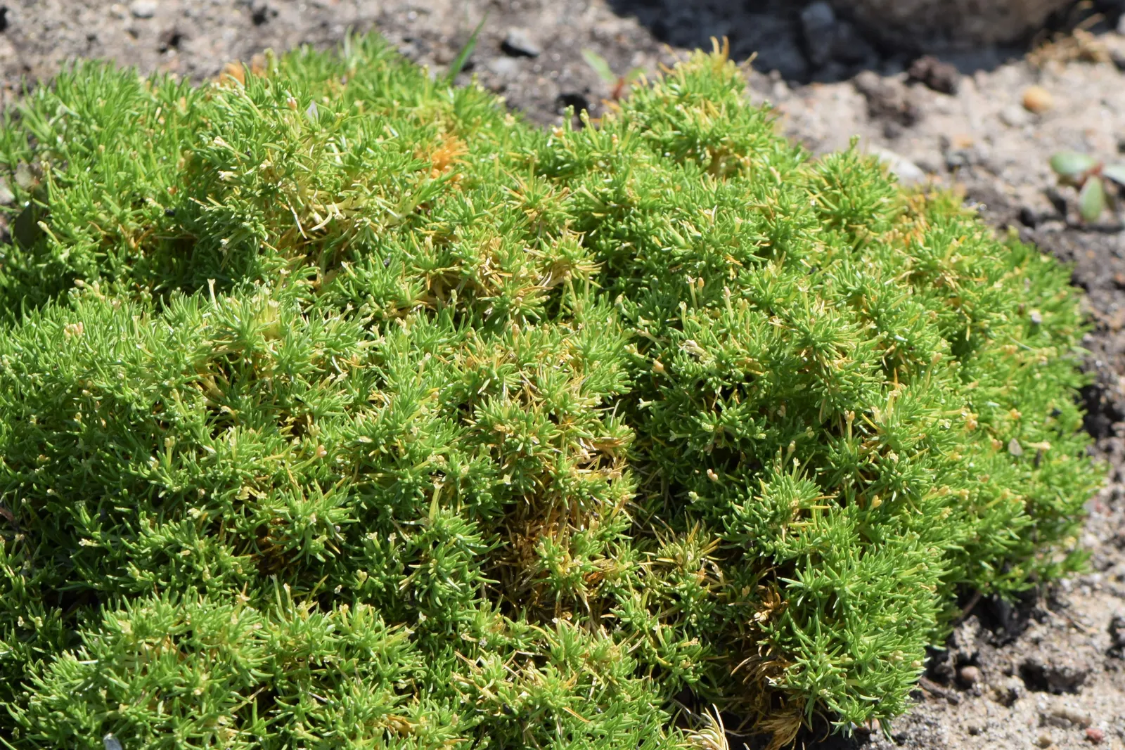 Australian Astroturf (Scleranthus Biflorus) — The mounds can spread up to 24 inches in width and grow to a height of approximately 1 to 2 inches