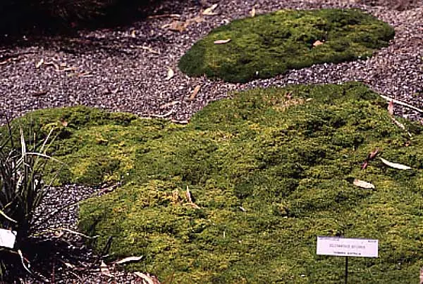 Australian Astroturf (Scleranthus Biflorus) — This evergreen perennial is characterised by its bright green