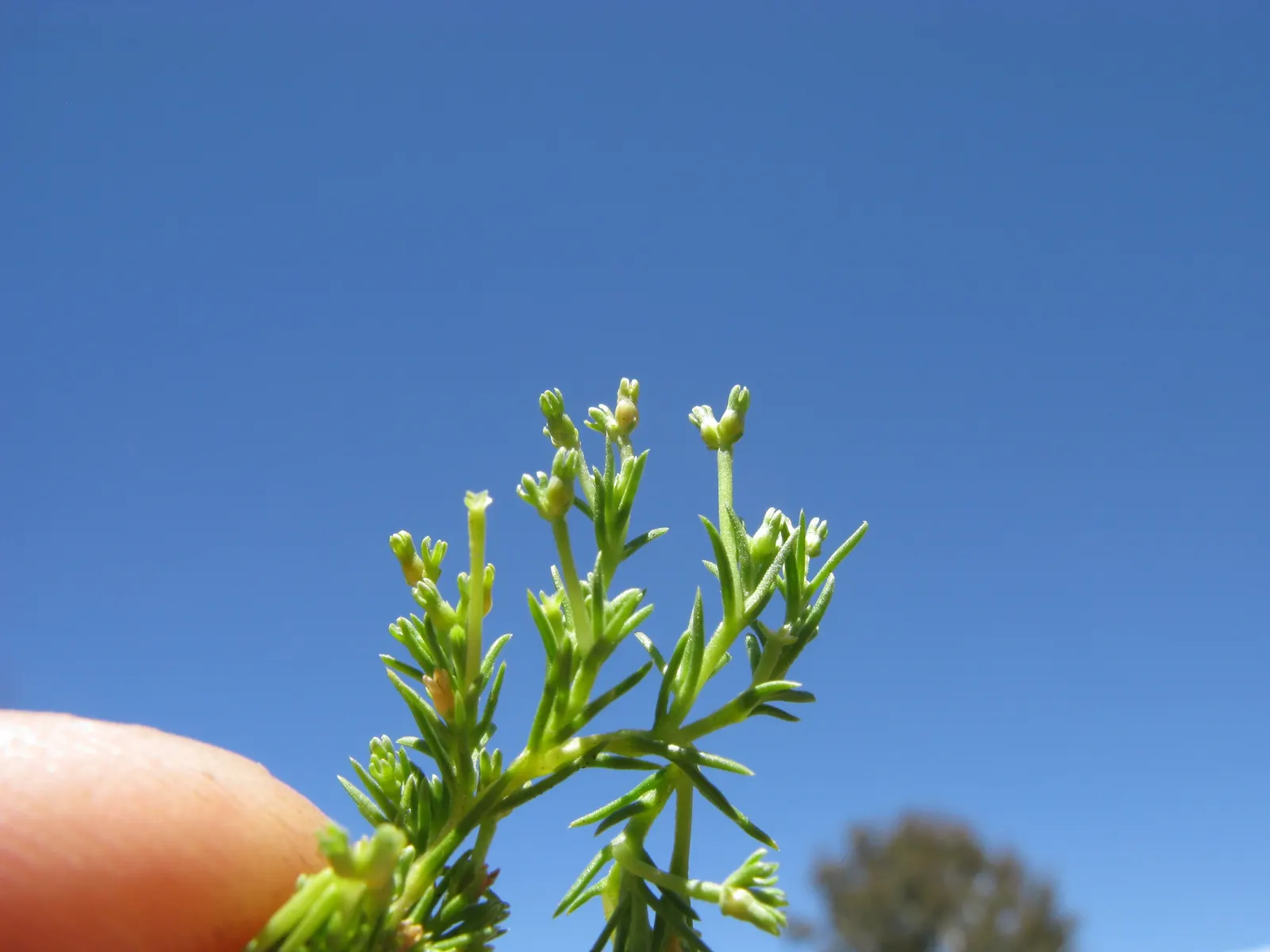 Australian Astroturf (Scleranthus Biflorus) — no-mow lawn alternative in minimal foot traffic areas