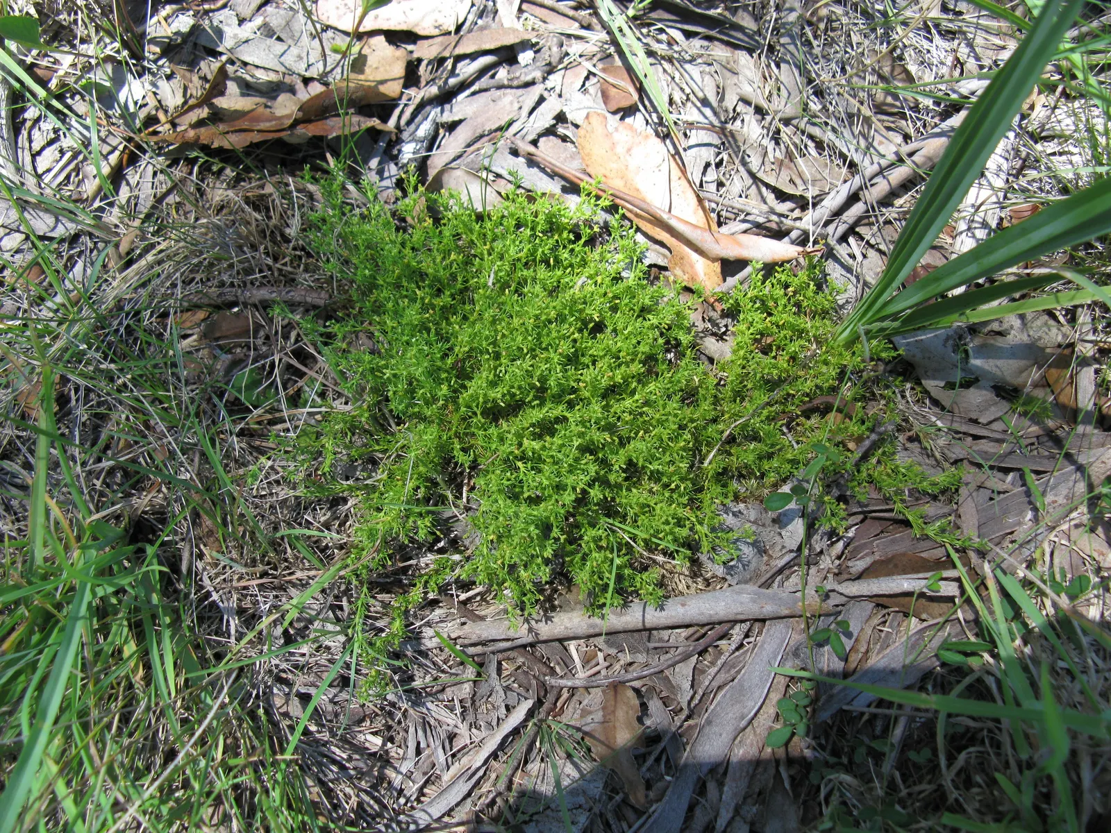 Australian Astroturf (Scleranthus Biflorus) — making it ideal for rockeries