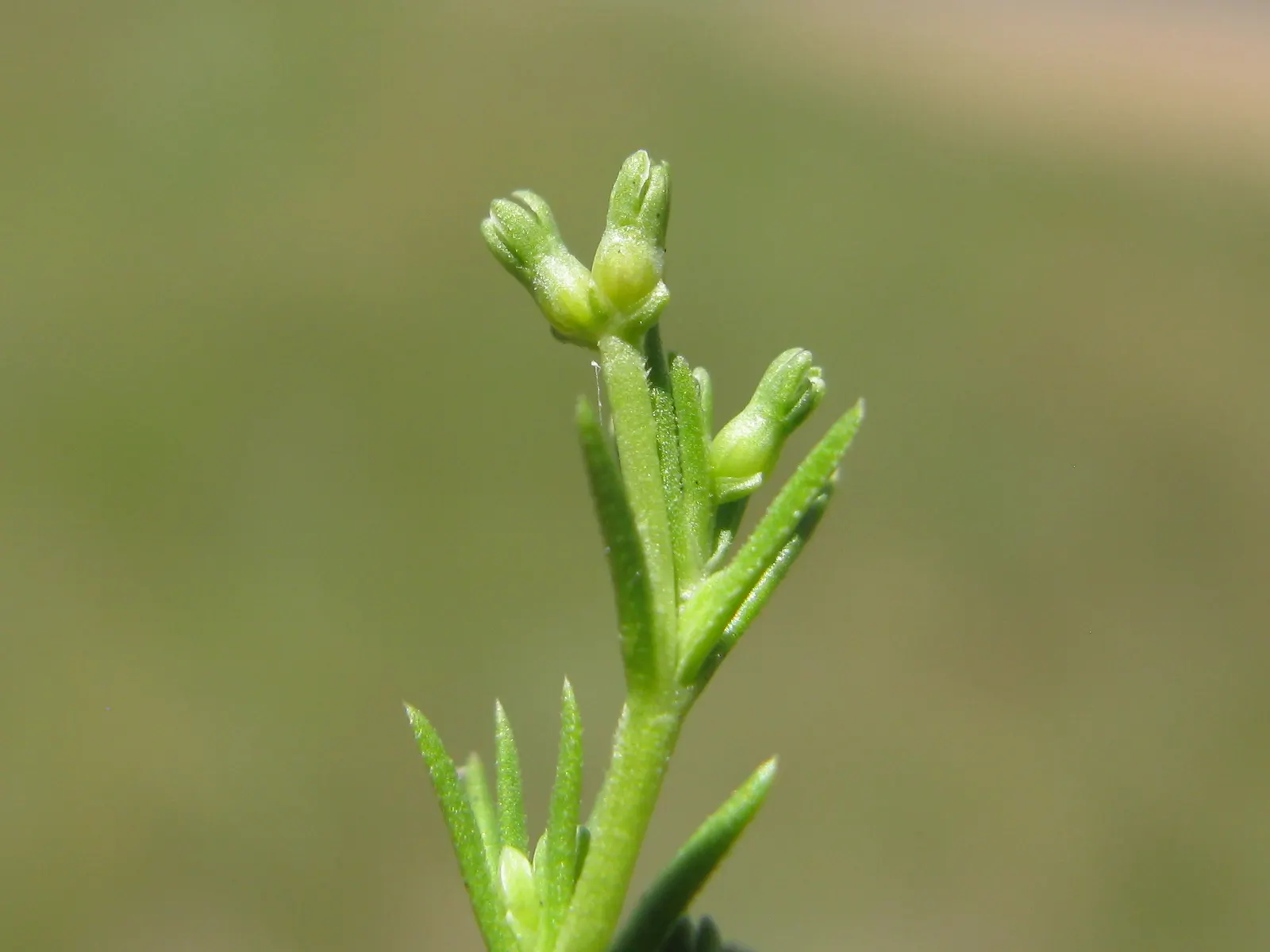 Australian Astroturf (Scleranthus Biflorus) — commonly referred to as Australian Astroturf