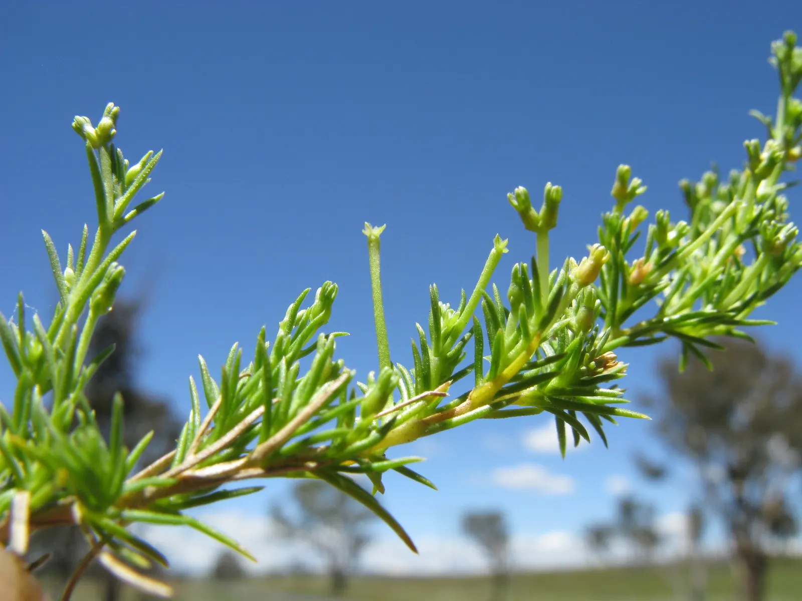Australian Astroturf (Scleranthus Biflorus) — It requires moderate watering