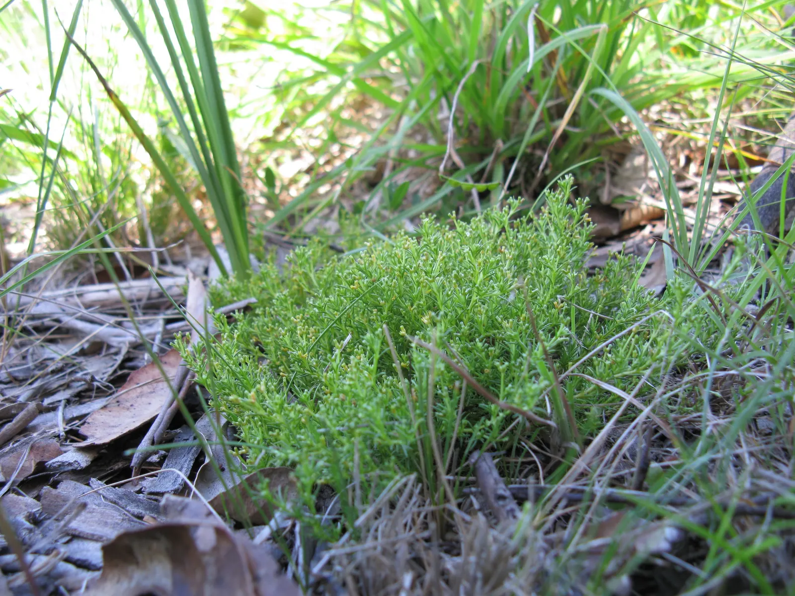 Australian Astroturf (Scleranthus Biflorus) — though it is relatively drought-tolerant once established