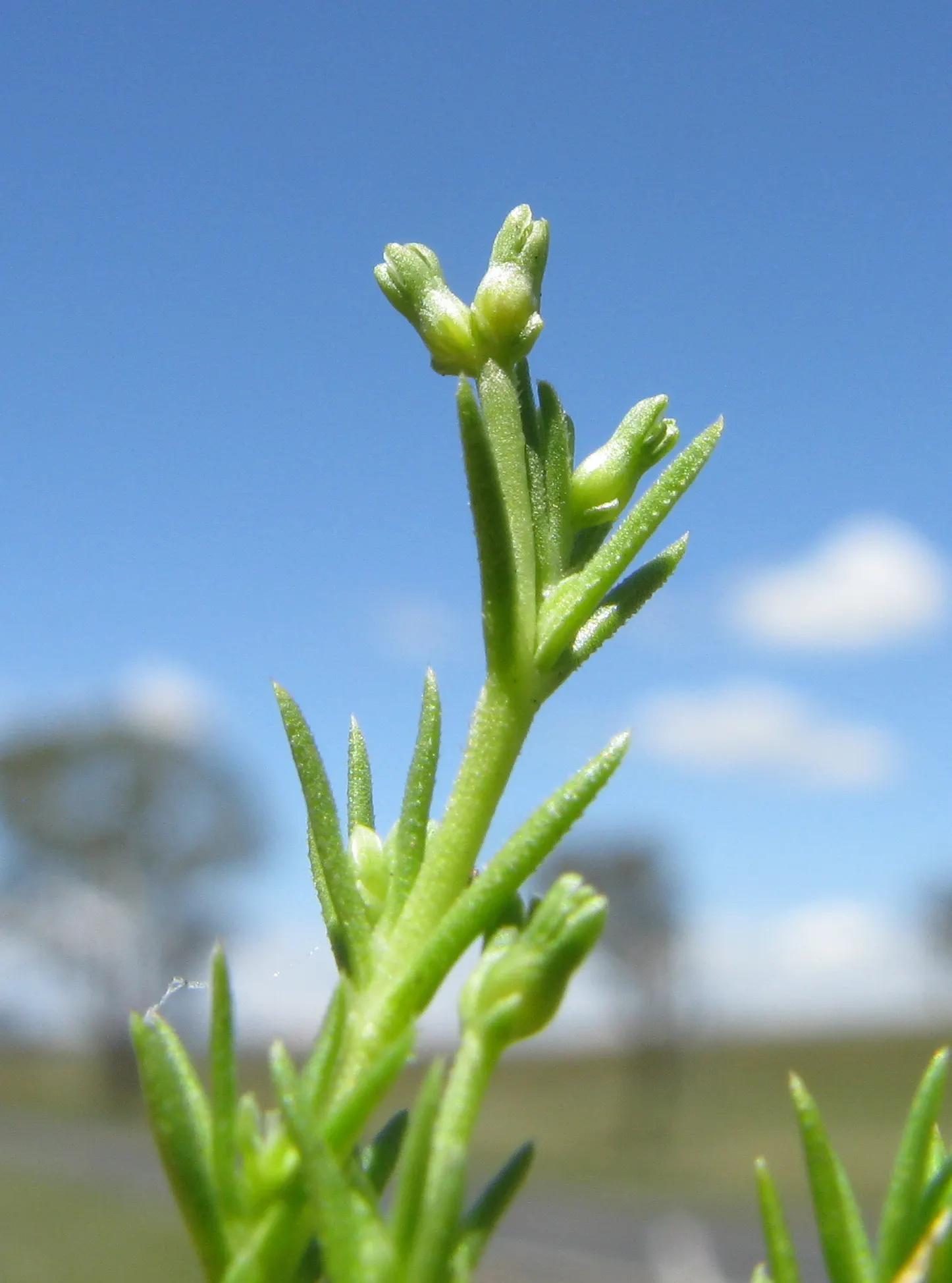 Australian Astroturf (Scleranthus Biflorus) — moss-like texture with fine