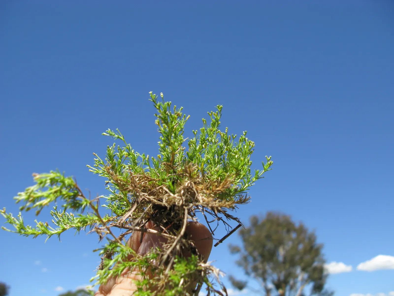 Australian Astroturf (Scleranthus Biflorus) — sandy or loamy soils with a slightly acidic to neutral pH