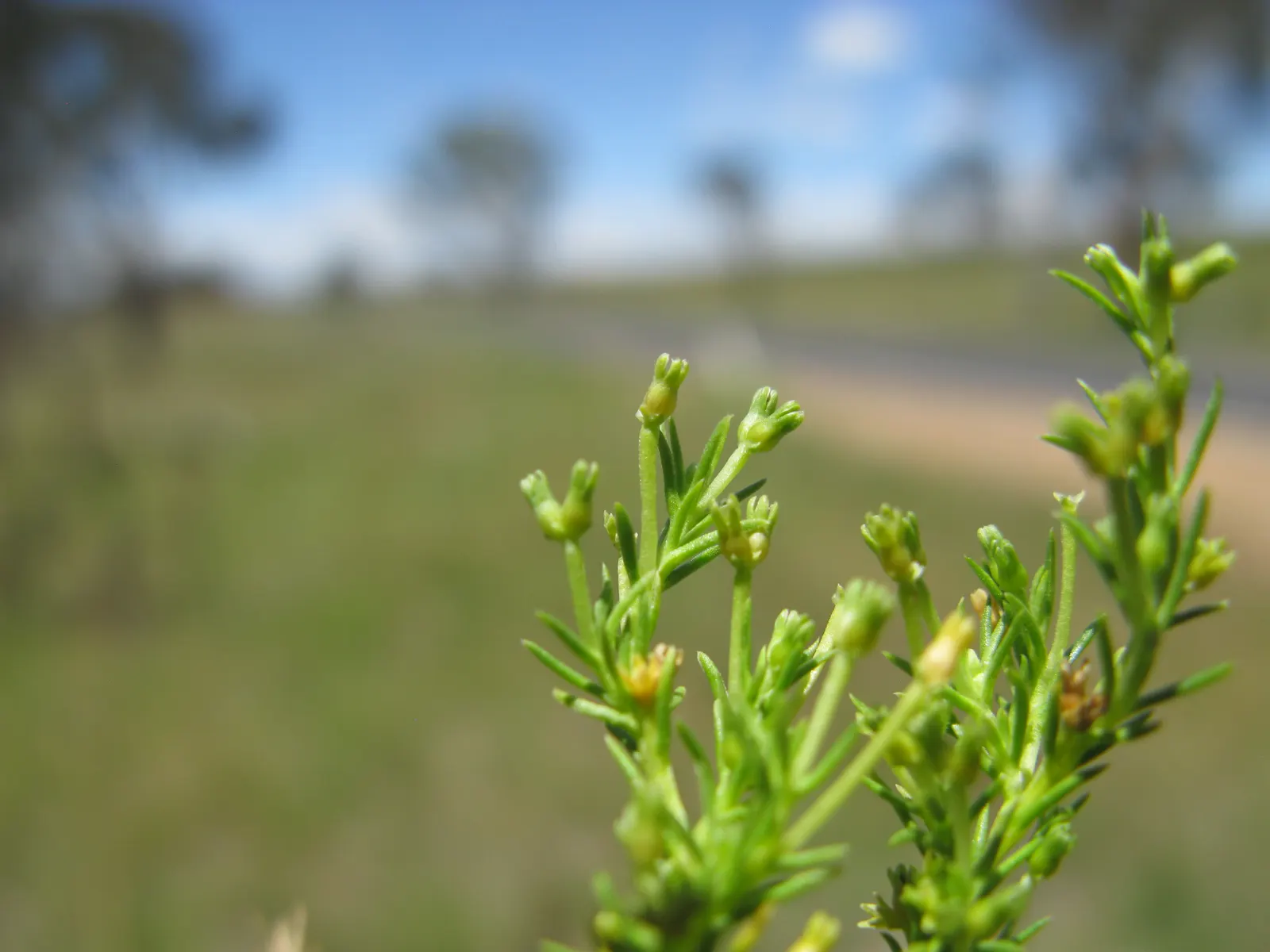 Australian Astroturf (Scleranthus Biflorus) — evergreen groundcover that offers a dense