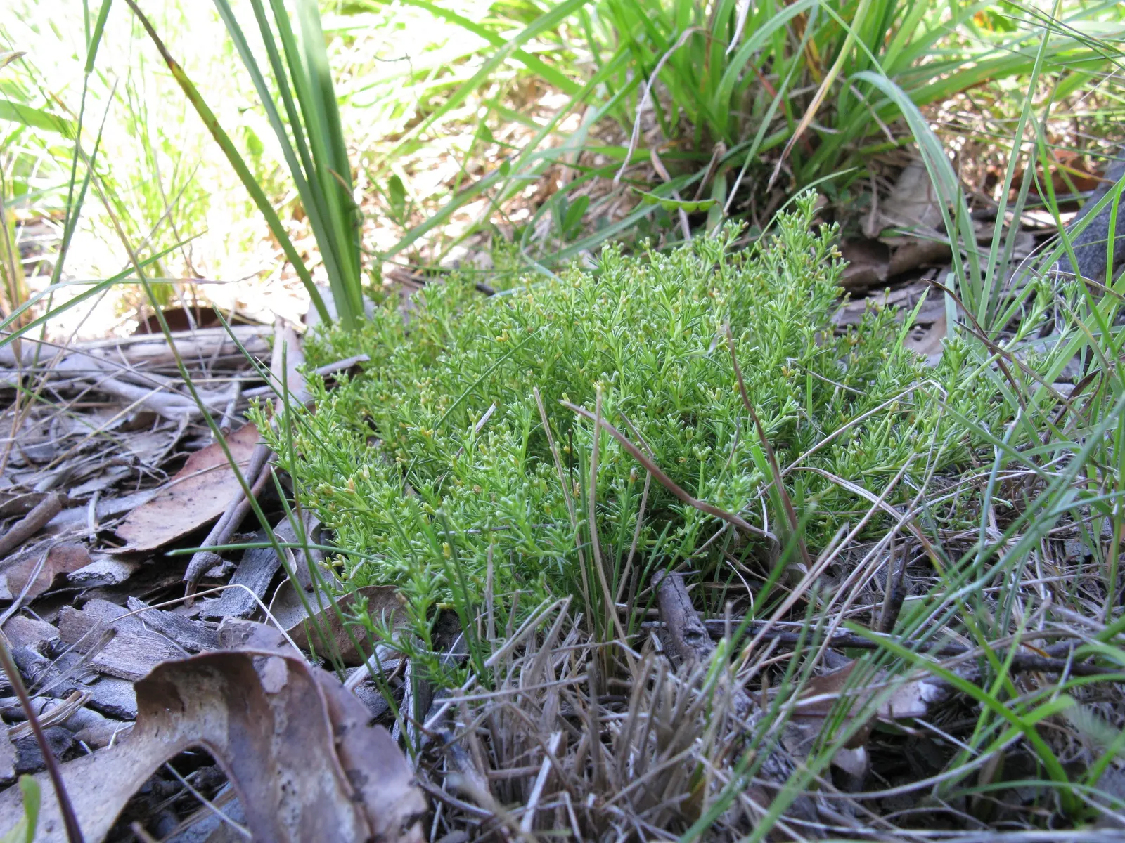 Australian Astroturf (Scleranthus Biflorus) — This plant thrives with minimal water
