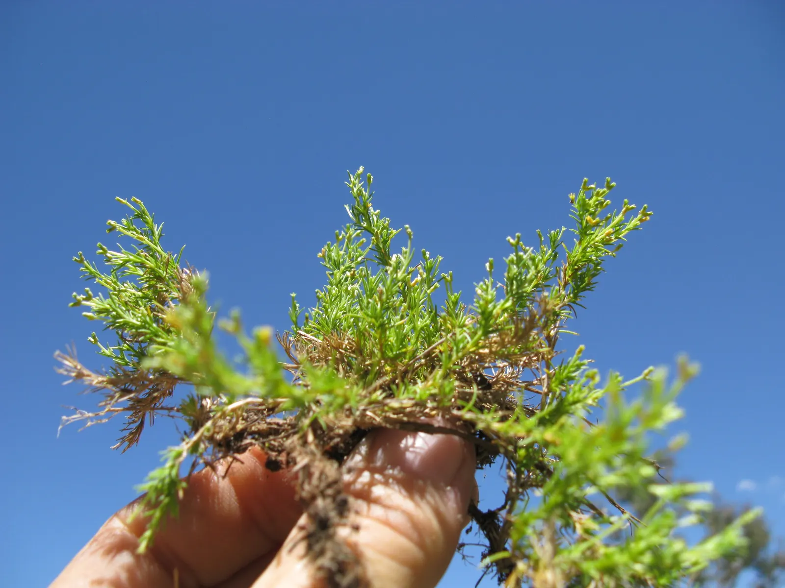 Australian Astroturf (Scleranthus Biflorus) — reducing the need for frequent irrigation