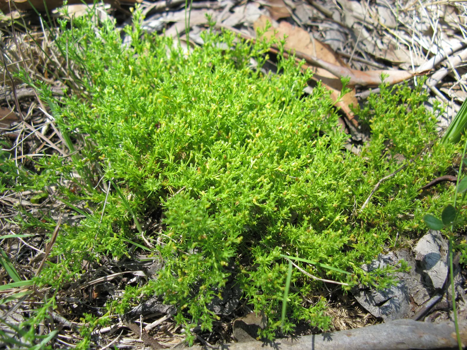 Australian Astroturf (Scleranthus Biflorus) — is a unique and enduring groundcover native to the temperate regions of Australia