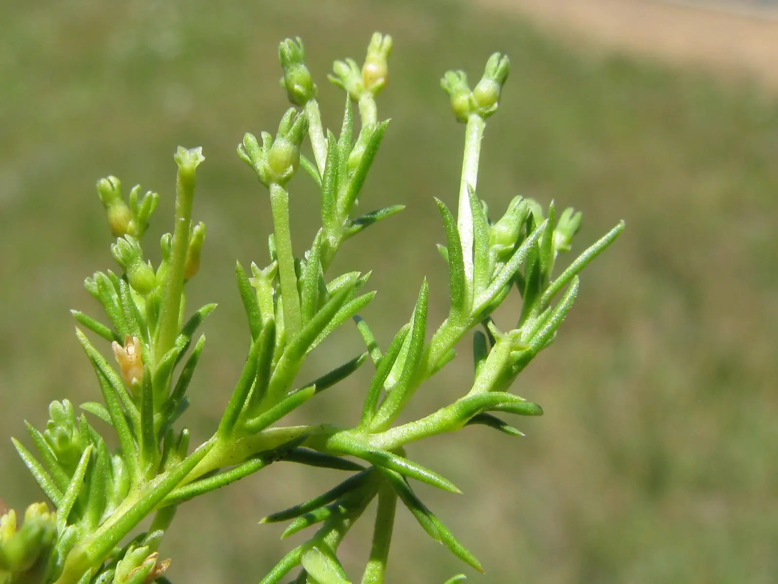 Australian Astroturf (Scleranthus Biflorus) — is a low-growing (2-4 inches)