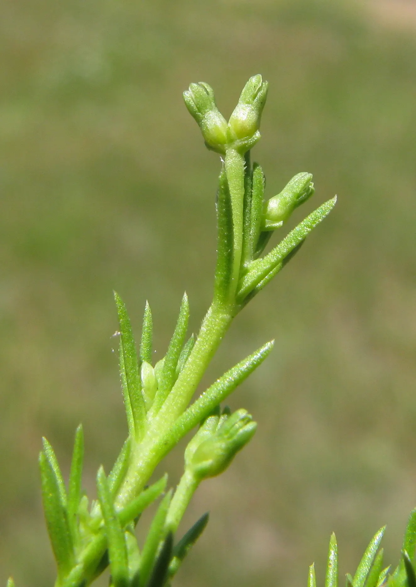 Australian Astroturf (Scleranthus Biflorus) — Hardy in zones 7-11, it spreads up to 20 inches wide, requiring full sun to light shade and well-drained soil