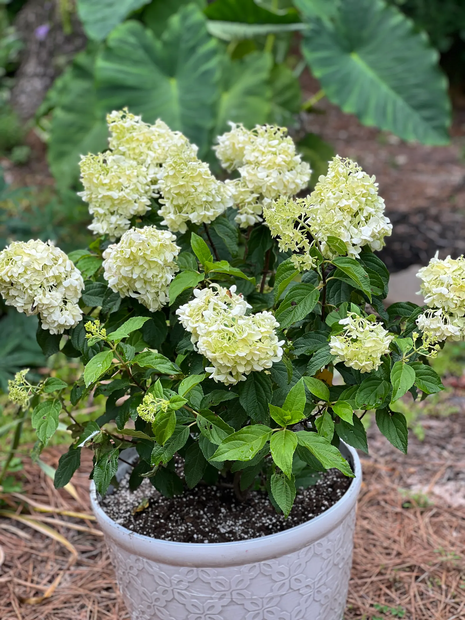 Quick Fire Hydrangea (Hydrangea Paniculata 'Quick Fire') — The Quick Fire Hydrangea (Hydrangea paniculata 'Quick Fire') is a robust