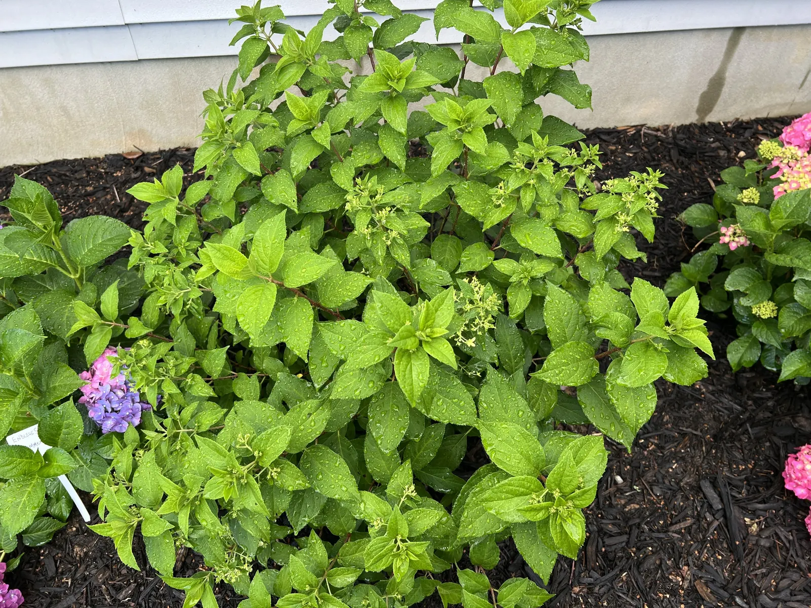 Quick Fire Hydrangea (Hydrangea Paniculata 'Quick Fire') — deciduous shrub known for its early bloom time