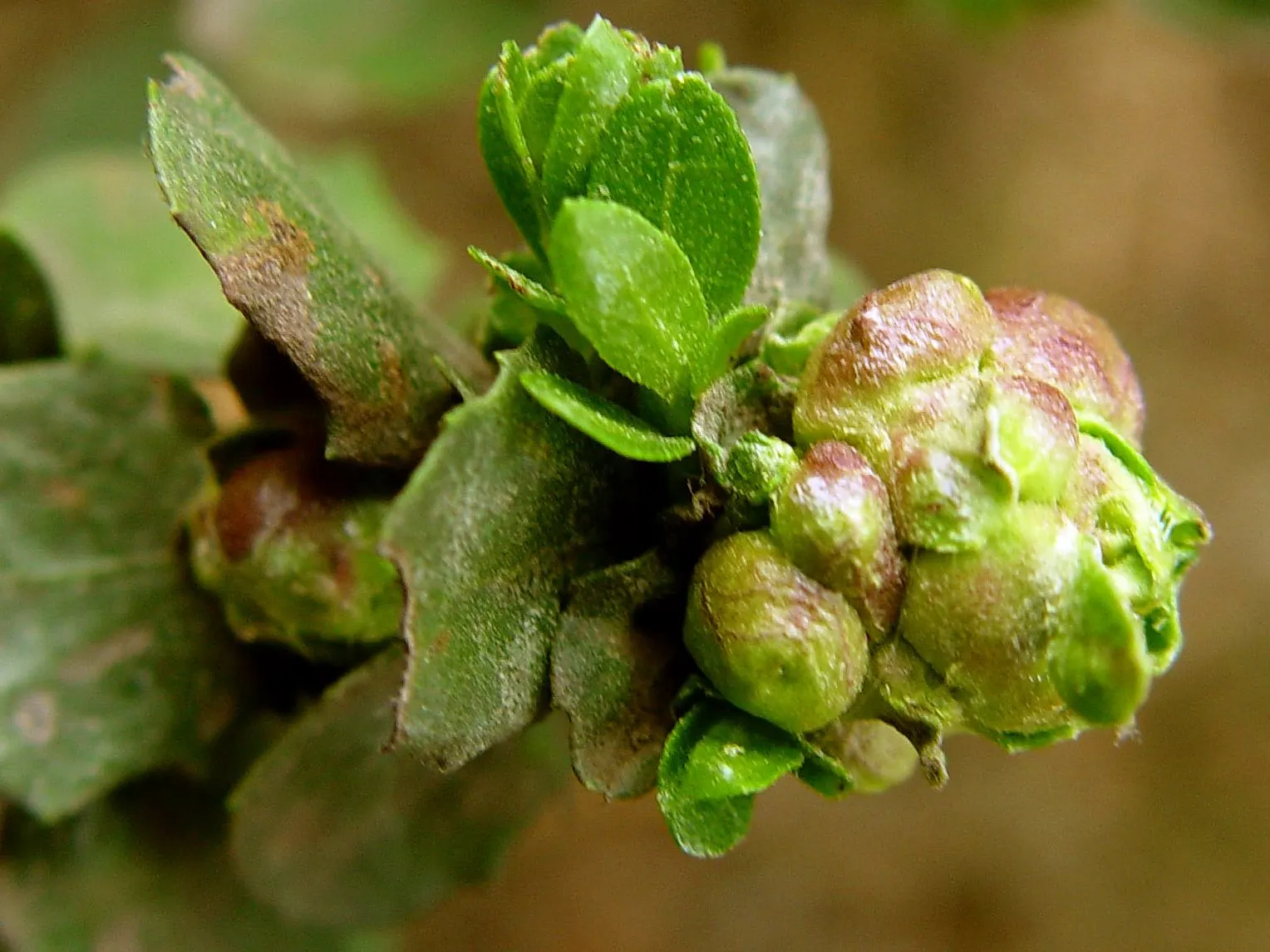 Dwarf Coyote Bush (Baccharis Pilularis) — it's perfect for erosion control and as a ground cover in USDA zones 8-10