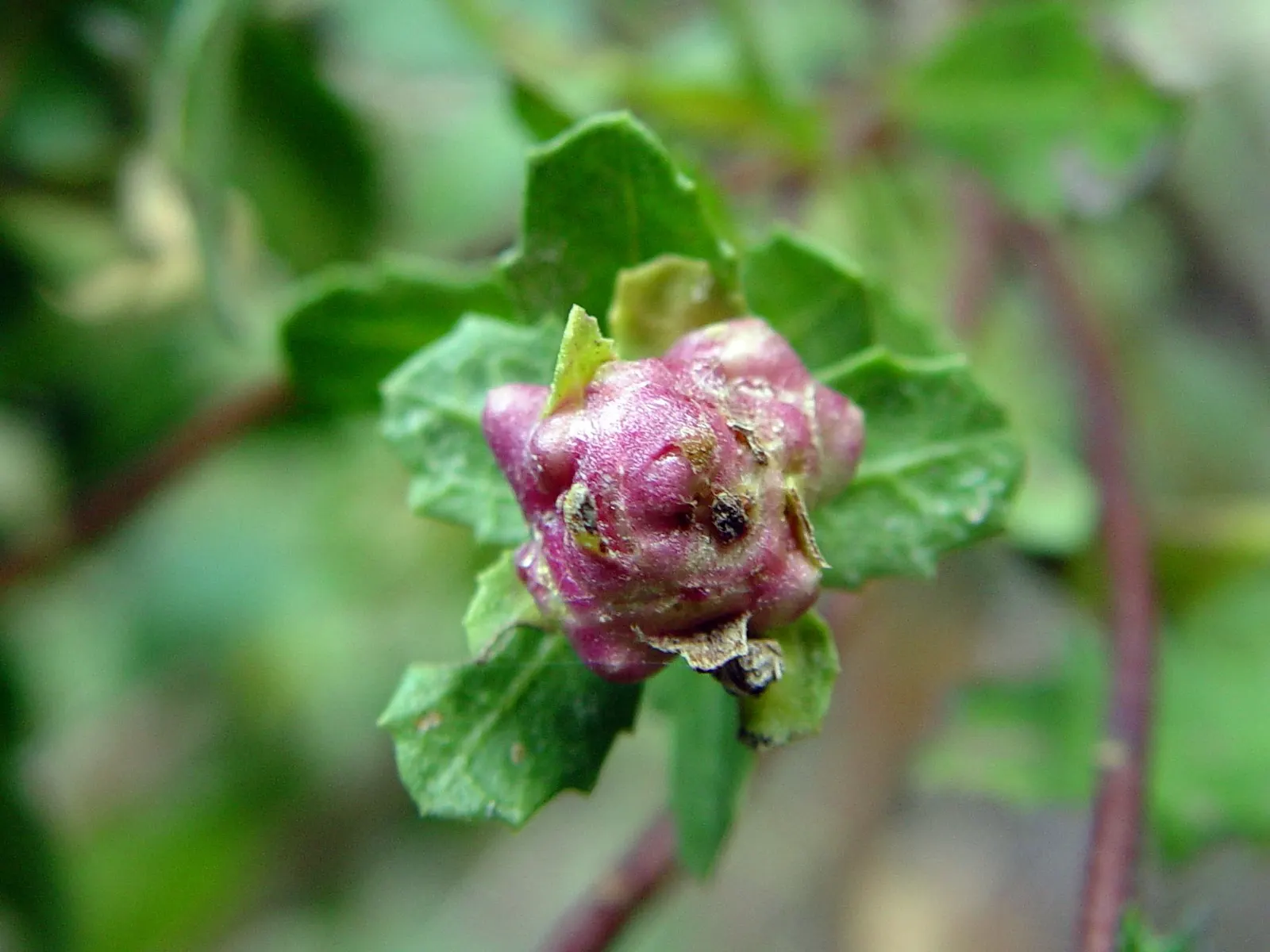 Dwarf Coyote Bush (Baccharis Pilularis) — is a versatile and low-maintenance evergreen shrub native to the western United States