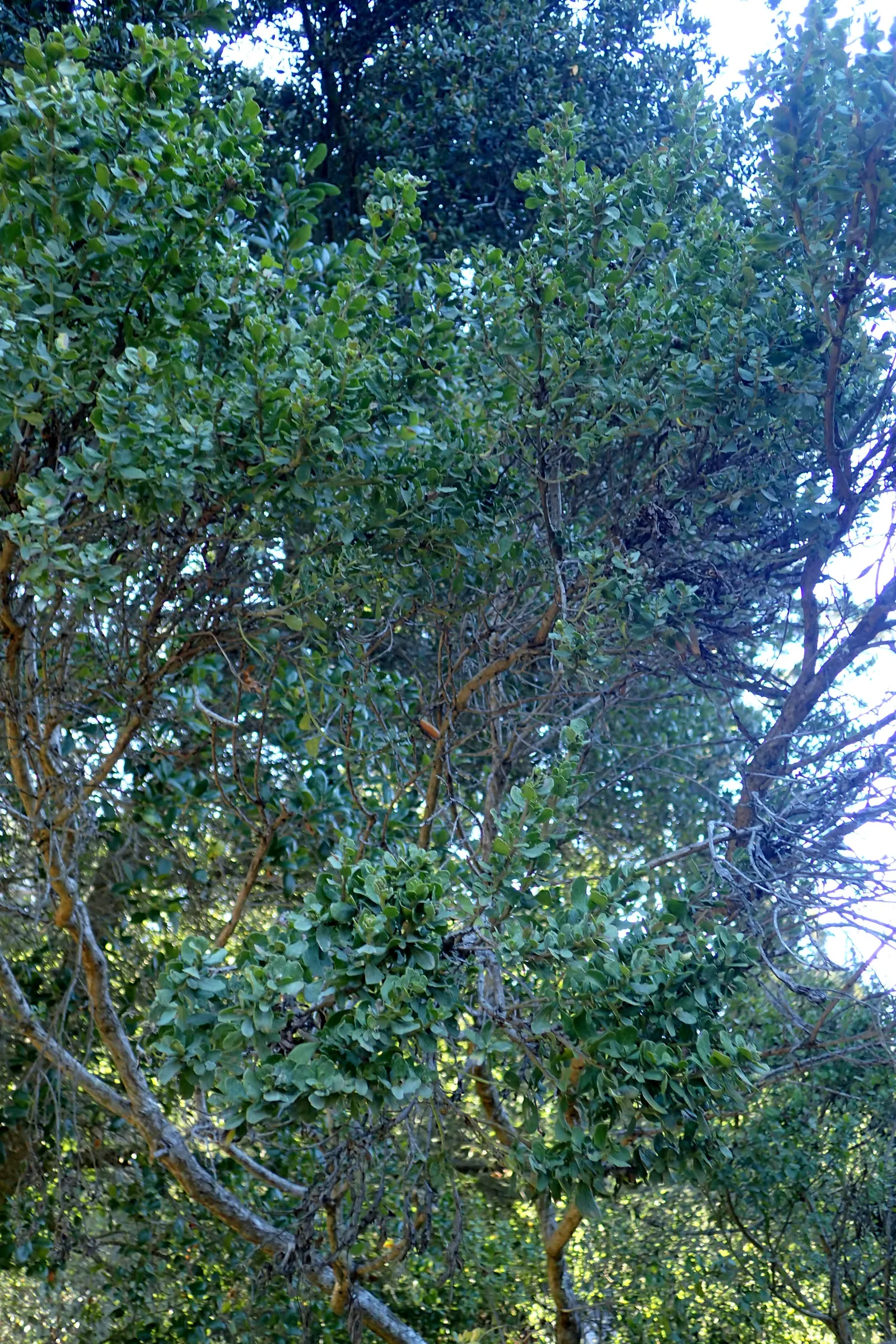 Dwarf Coyote Bush (Baccharis Pilularis) — Drought-tolerant once established and adaptable to various soils; reaching up to 2-3 feet in height and 6-8 feet in