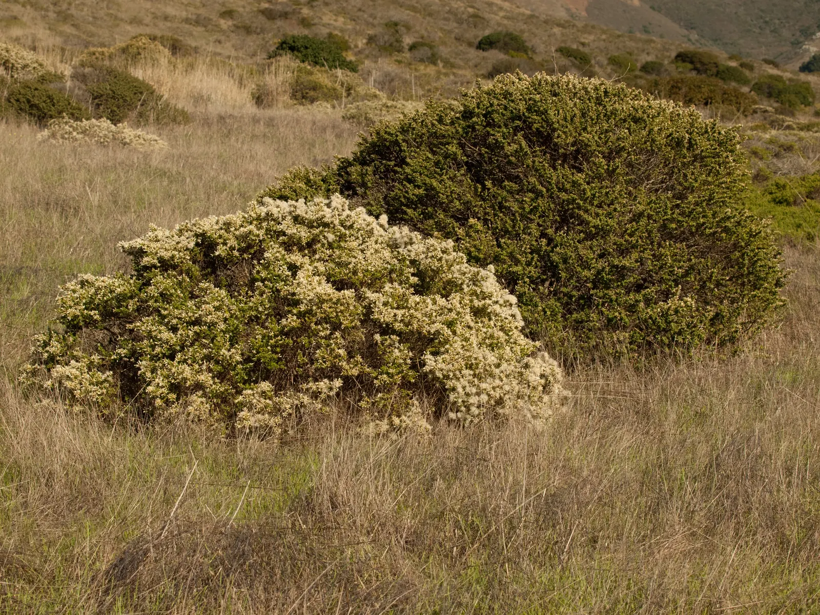 Dwarf Coyote Bush (Baccharis Pilularis) — white flowers that are especially appealing to pollinators such as bees and butterflies