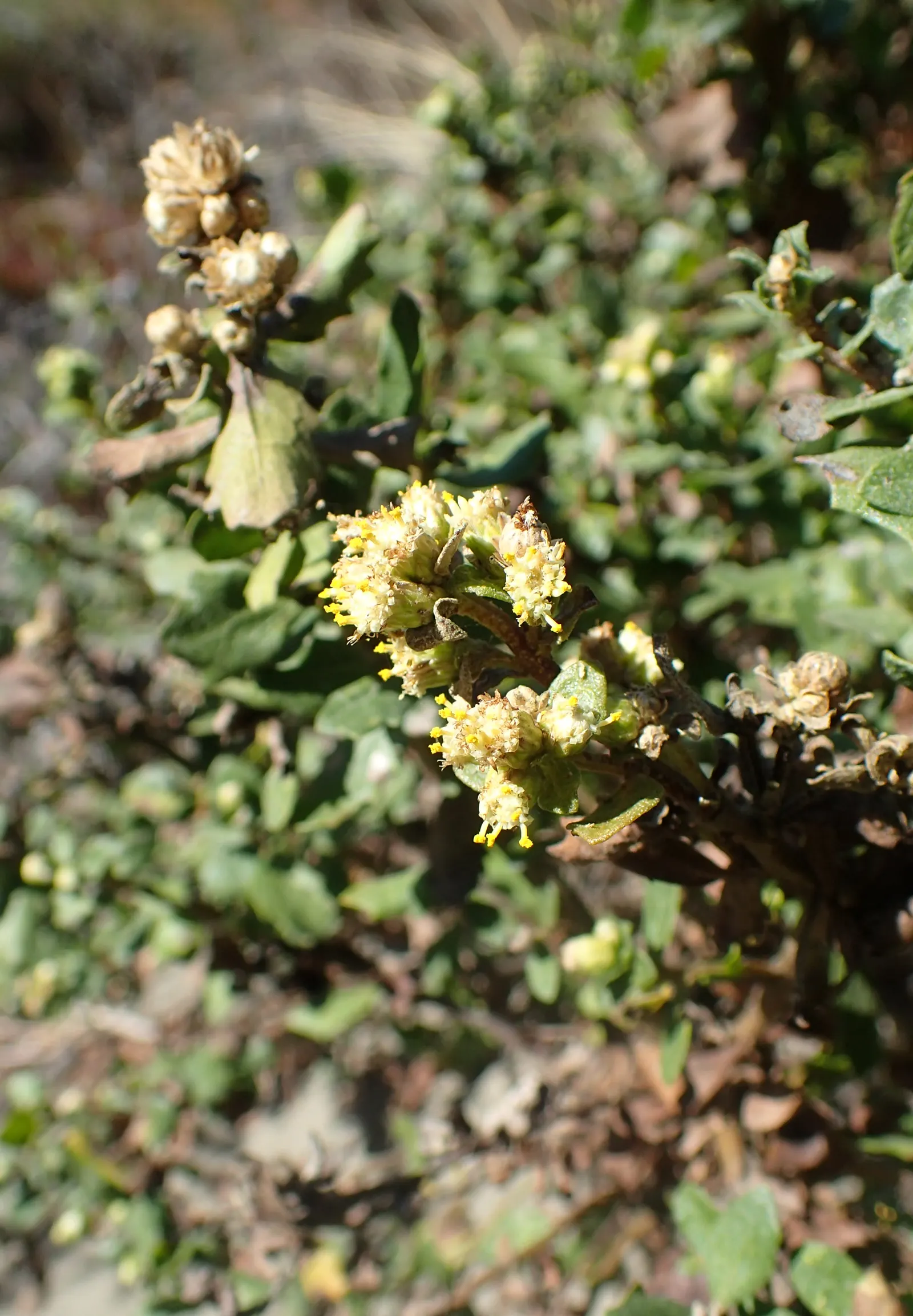 Dwarf Coyote Bush (Baccharis Pilularis) — though it prefers well-draining conditions and full to partial sun exposure
