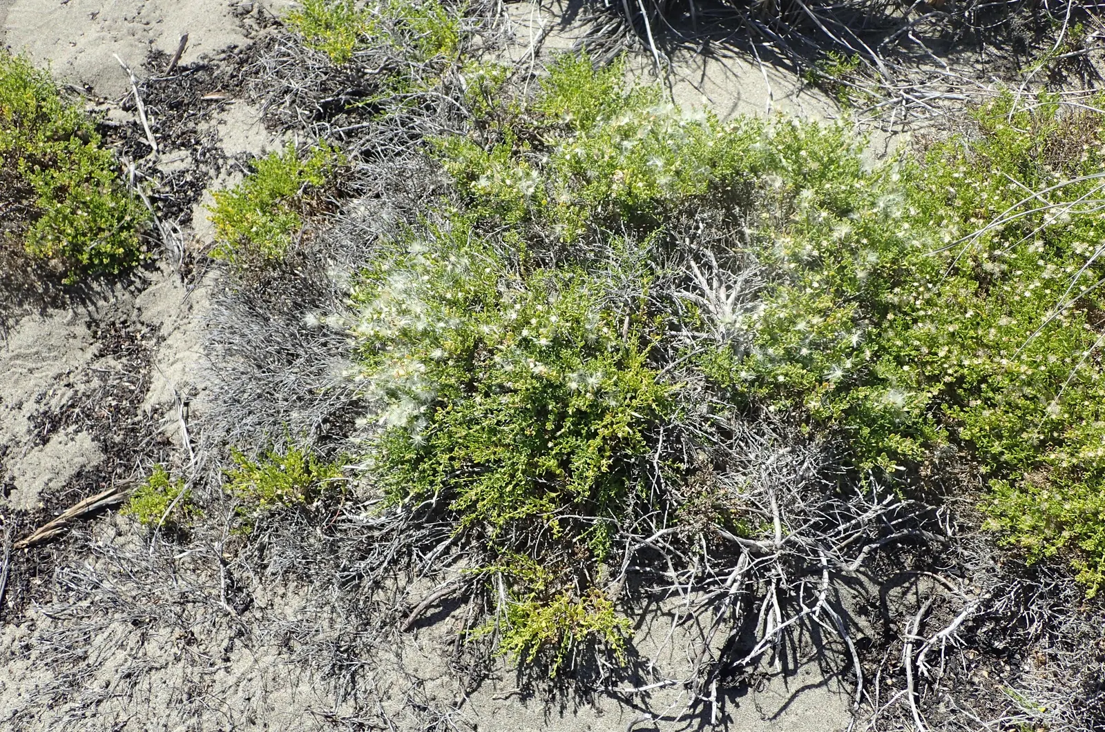 Dwarf Coyote Bush (Baccharis Pilularis) — this hardy plant typically reaches 2 to 3 feet in height with a spread of about 4 to 6 feet