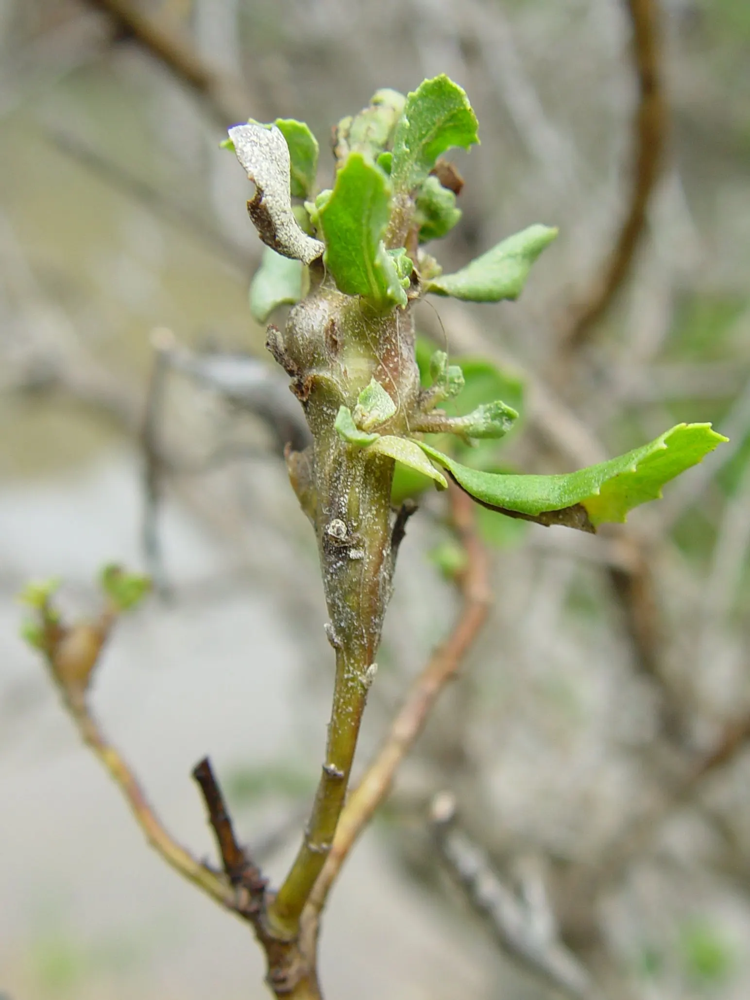 Dwarf Coyote Bush (Baccharis Pilularis) — The Dwarf Coyote Bush (Baccharis pilularis) is a compact evergreen shrub, ideal for low-maintenance, image 24