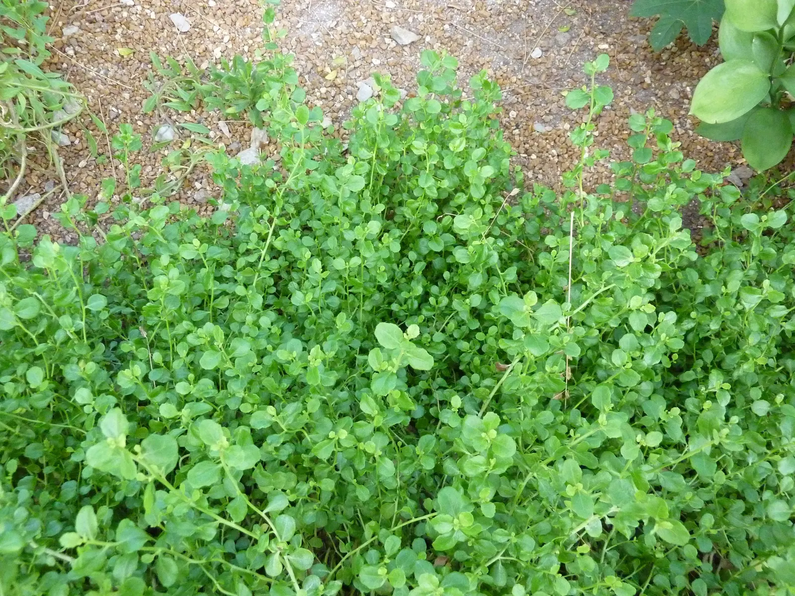 Dwarf Coyote Bush (Baccharis Pilularis) — Reaching up to 2-3 feet in height and 6-8 feet in width, it presents a dense, mounding growth habit; dark green