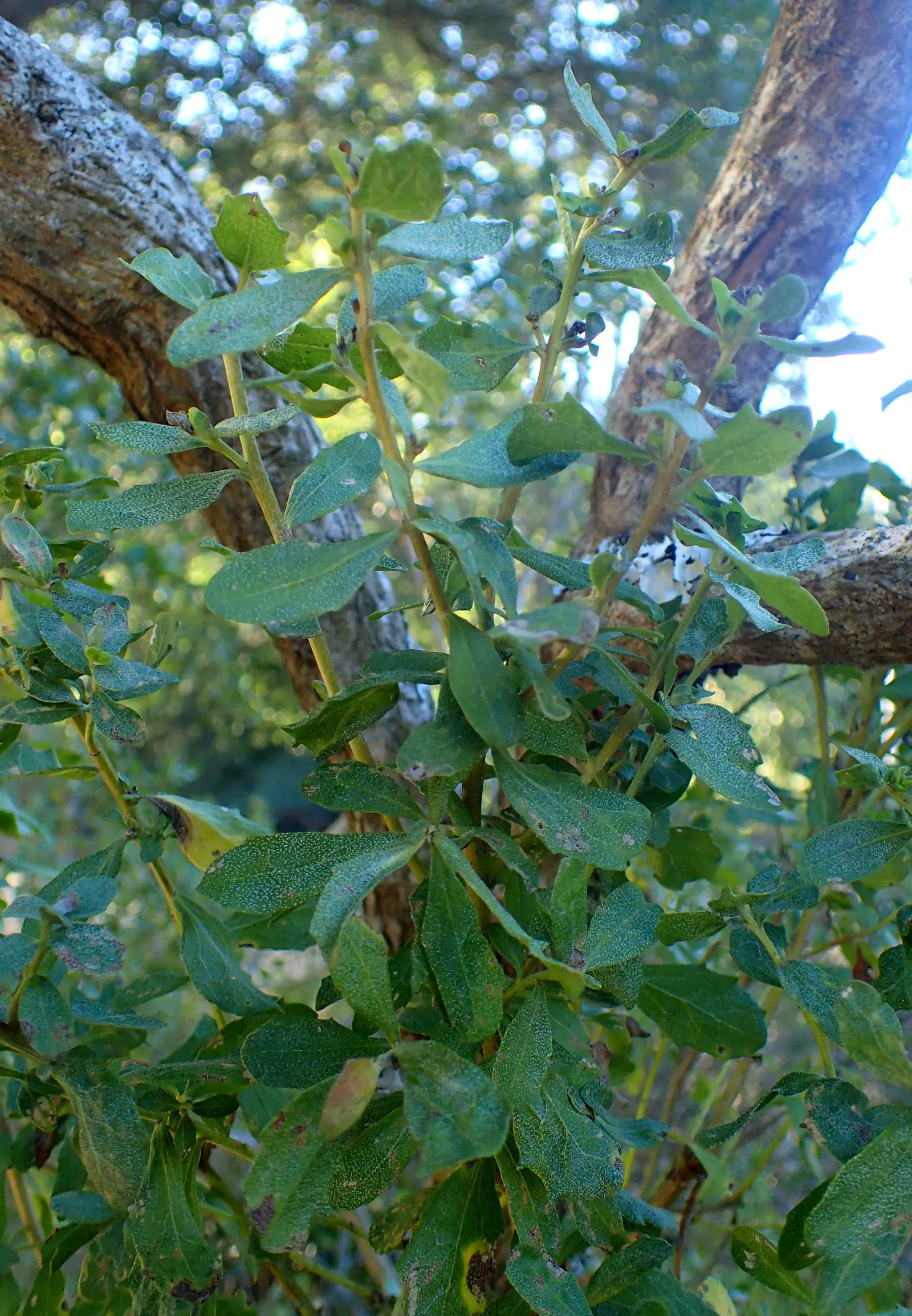 Dwarf Coyote Bush (Baccharis Pilularis) — adding ecological value to the garden.<br><br>Being drought-tolerant once established