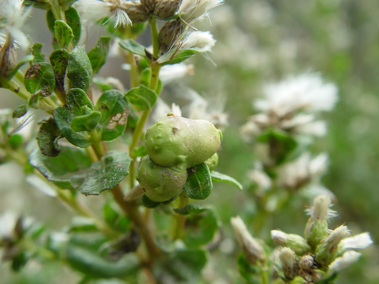 Dwarf Coyote Bush (Baccharis Pilularis) — Its small, glossy green leaves and fluffy white flowers, which bloom in autumn, attract beneficial insects