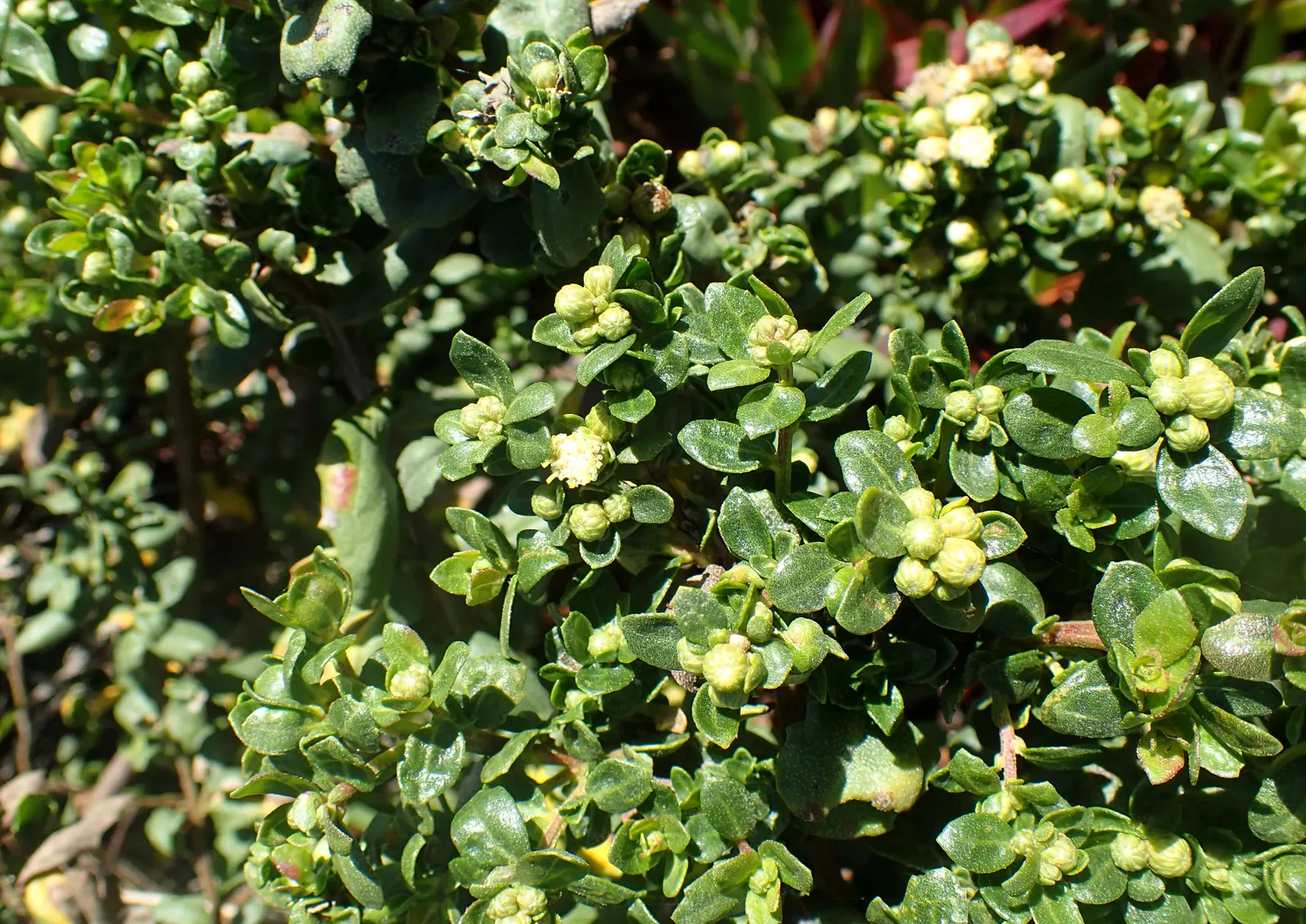 Dwarf Coyote Bush (Baccharis Pilularis) — consider its usage for boundaries