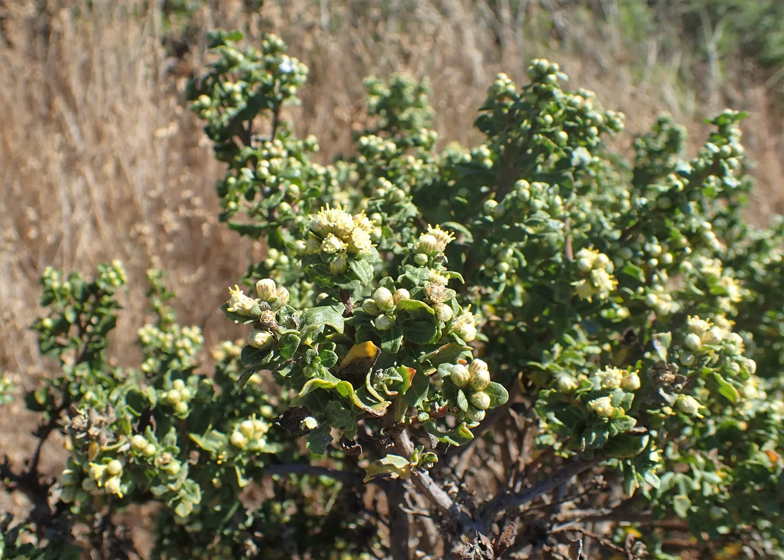Dwarf Coyote Bush (Baccharis Pilularis) — ground cover / shrub for full or half