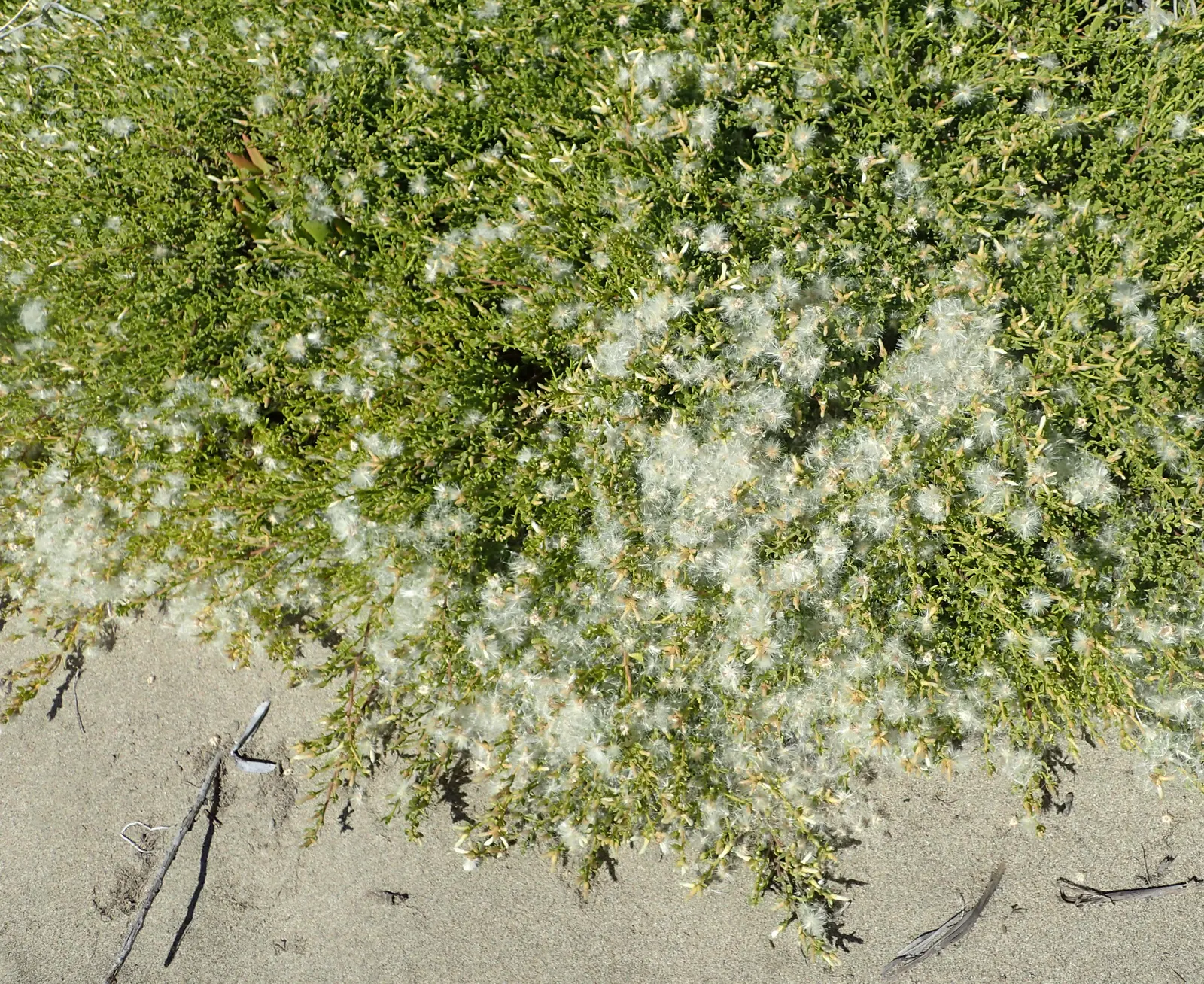 Dwarf Coyote Bush (Baccharis Pilularis) — scientifically named Baccharis pilularis