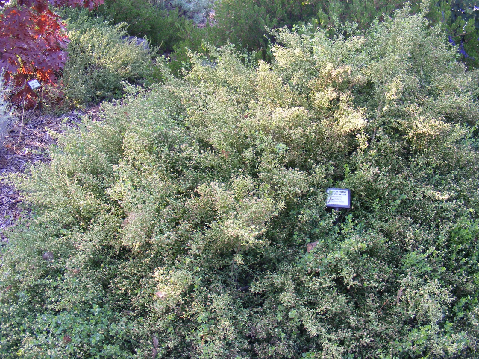 Dwarf Coyote Bush (Baccharis Pilularis) — making it an excellent choice for ground cover or for stabilizing slopes.<br><br>Its compact; white flowers in the