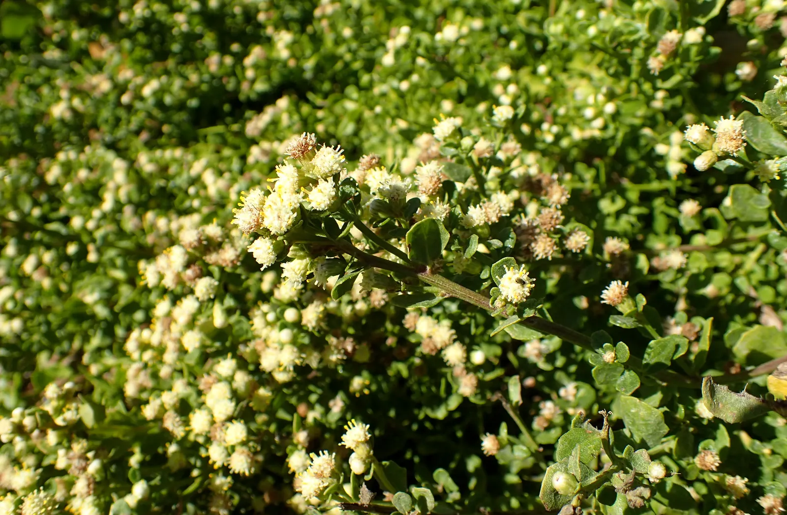 Dwarf Coyote Bush (Baccharis Pilularis) — or as an accent plant in rock gardens