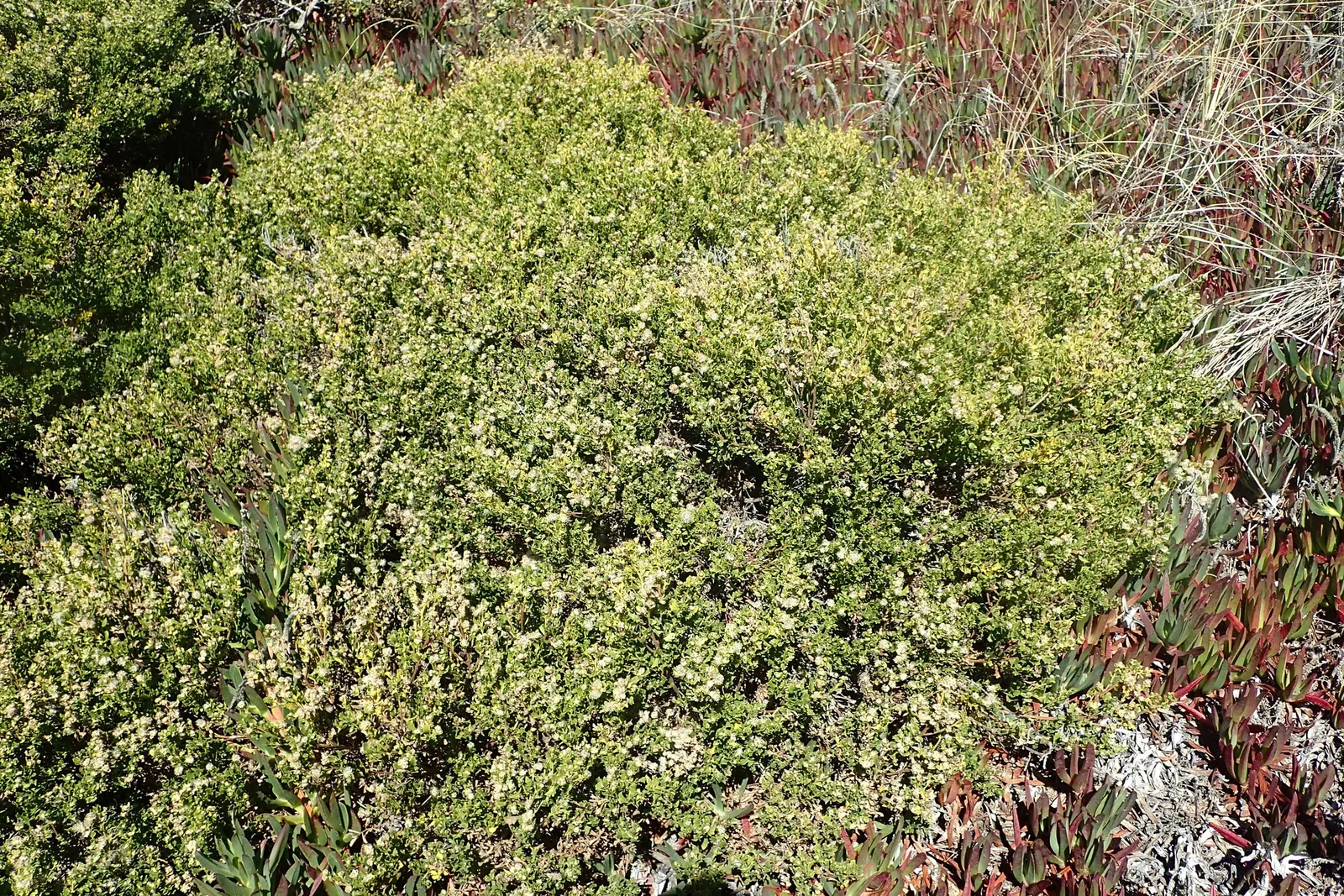 Dwarf Coyote Bush (Baccharis Pilularis) — Its adaptability extends to its resistance to pests and diseases