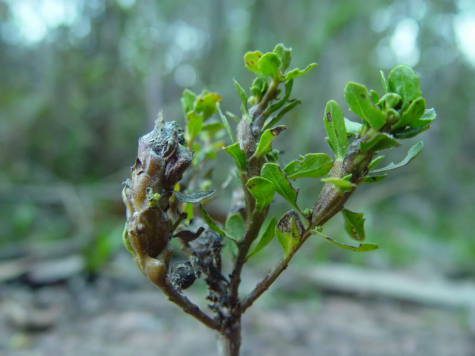 Dwarf Coyote Bush (Baccharis Pilularis) — Reaching up to 2-3 feet in height and 6-8 feet in width, it presents a dense, mounding growth habit
