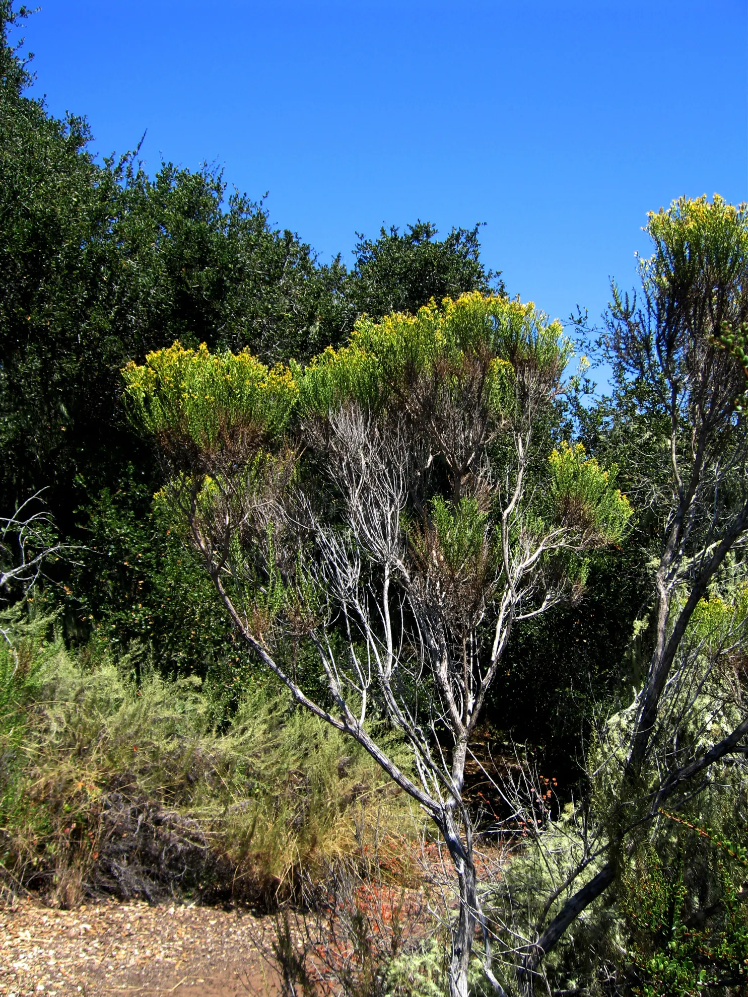 Dwarf Coyote Bush (Baccharis Pilularis) — Regular pruning is generally not necessary